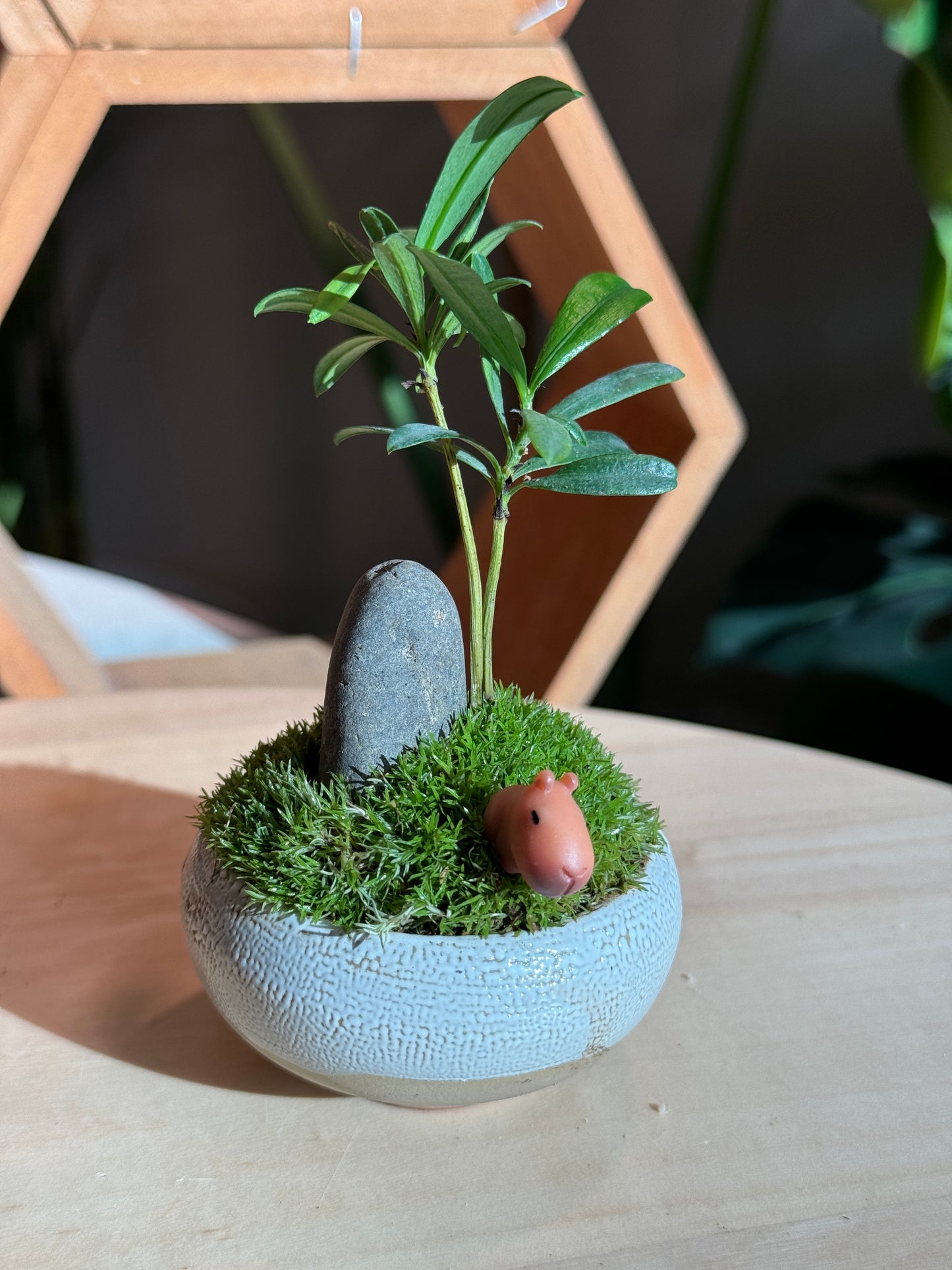 Capybara - Indoor Plants and Moss Arrangement in Green Ceramic Pot
