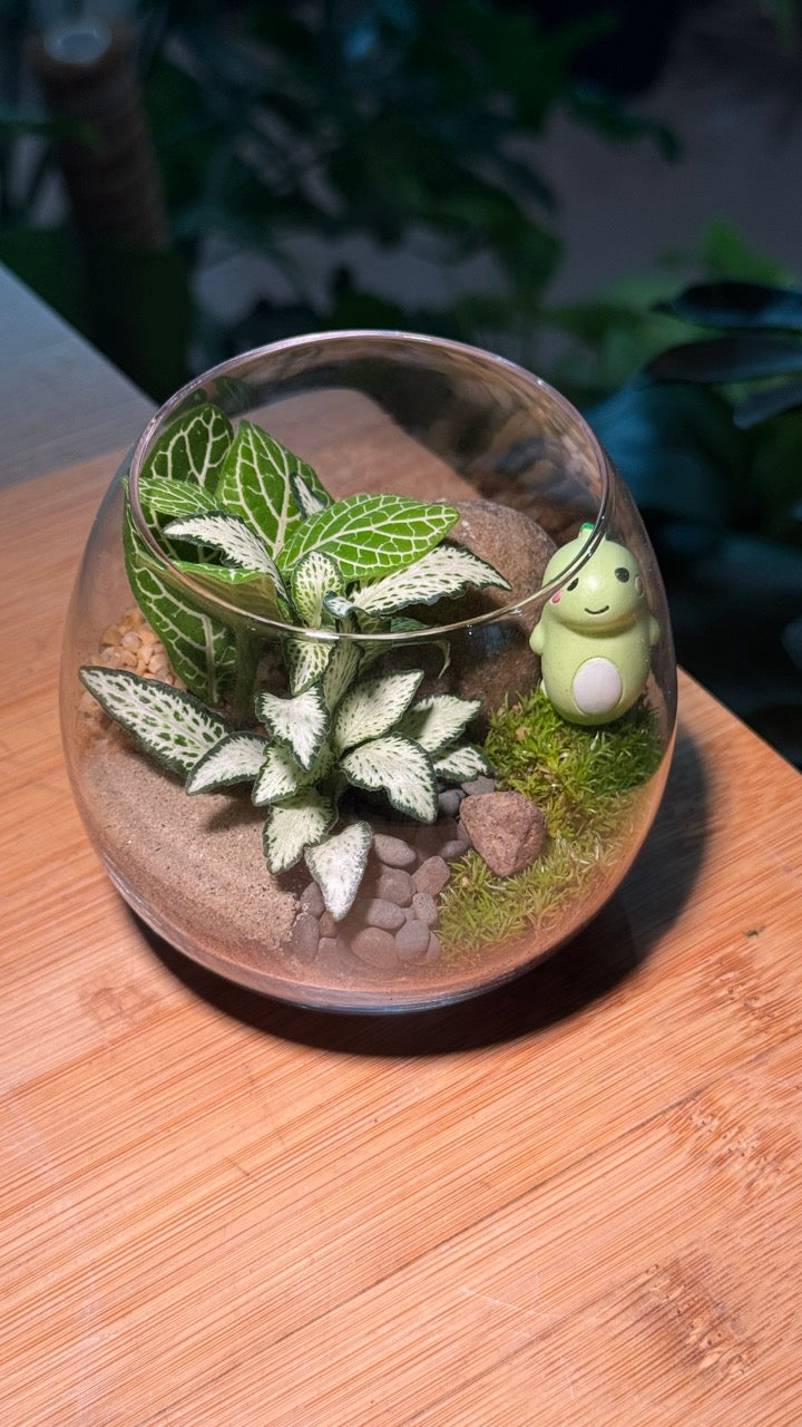 Fittonia with Moss Arrangement in Crystal Glass (M)