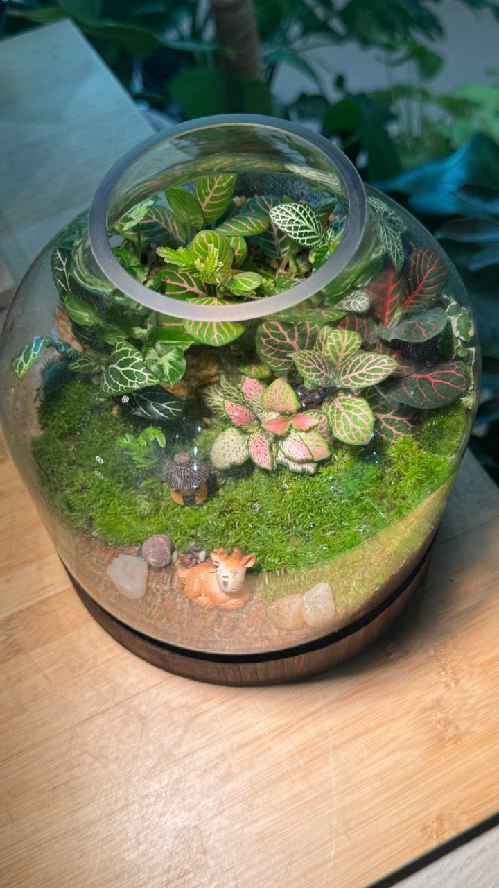(Pre-order) Indoor Plant and Moss Arrangement in Wine Bottle Terrarium (M)