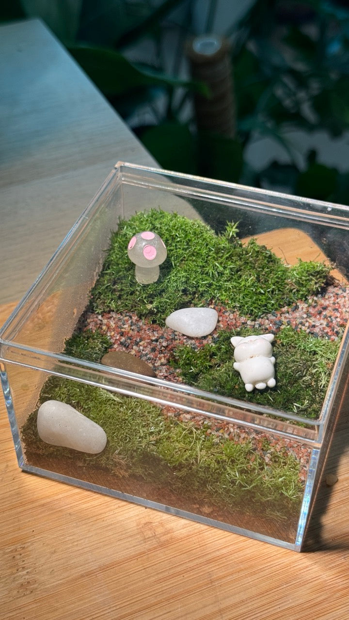 (Pre-order) Indoor Plant Arrangement in Arcylic Terrarium (L2)