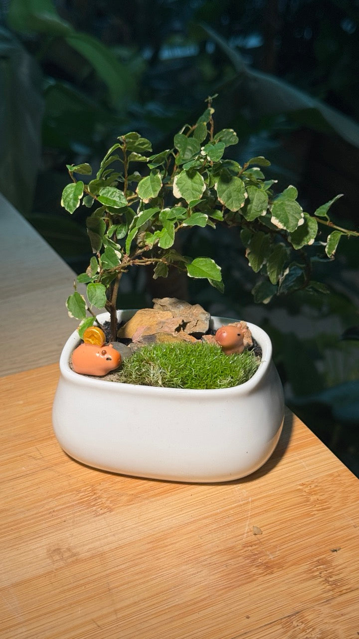 Capybara - Indoor Plants and Moss Arrangement in White Ceramic Pot