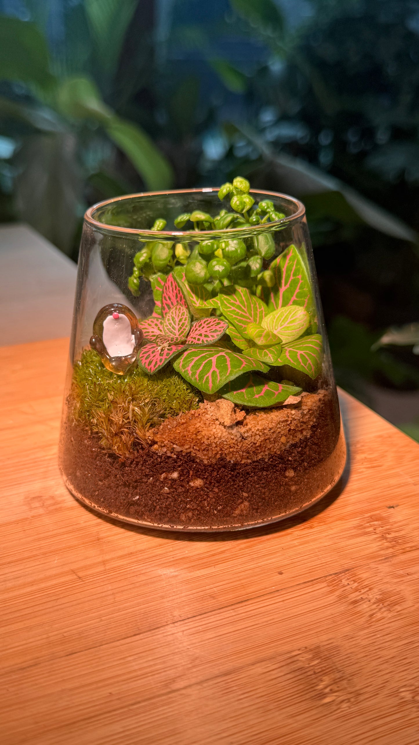 Fittonia and Moss in Fuji Terrarium