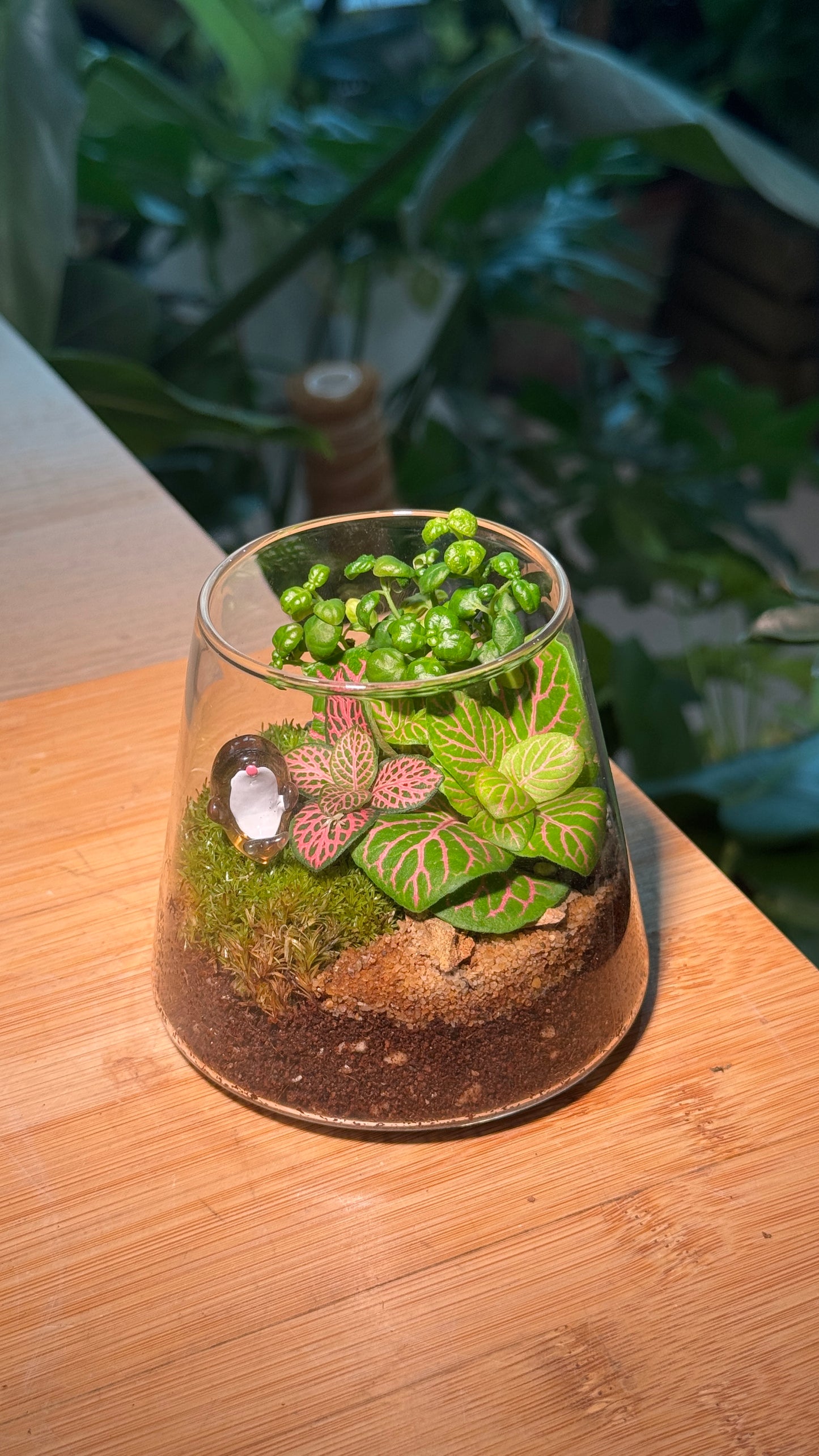 Fittonia and Moss in Fuji Terrarium