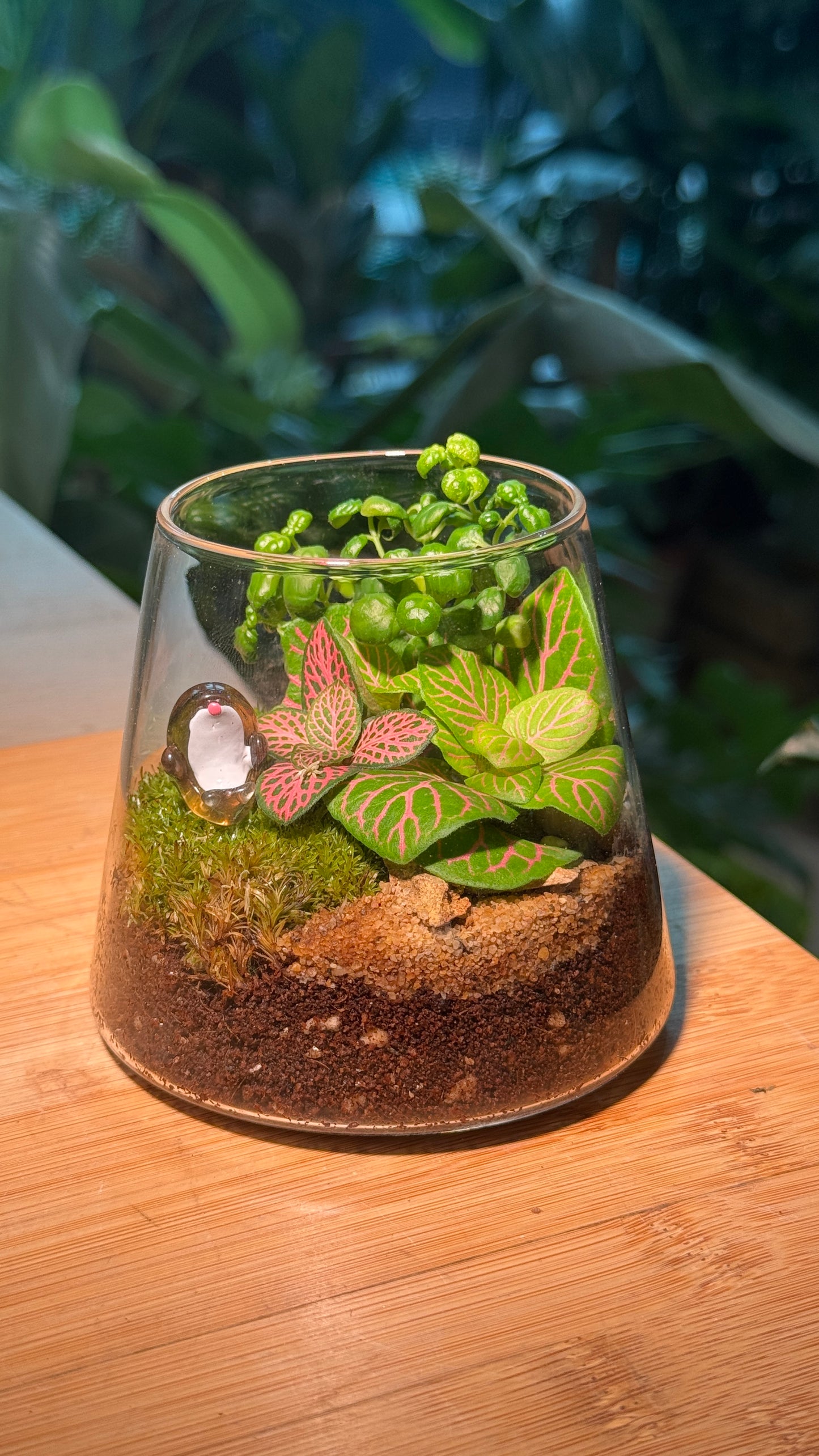 Fittonia and Moss in Fuji Terrarium