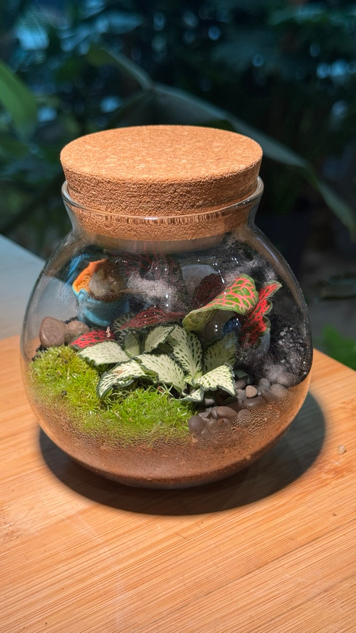Indoor Plants in Round Covered Glass (S)