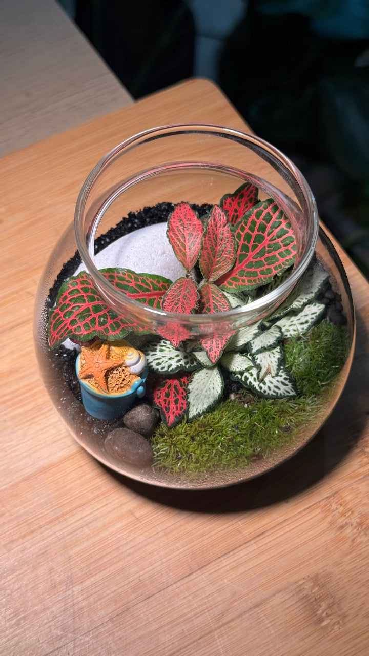 Indoor Plants in Round Covered Glass (S)