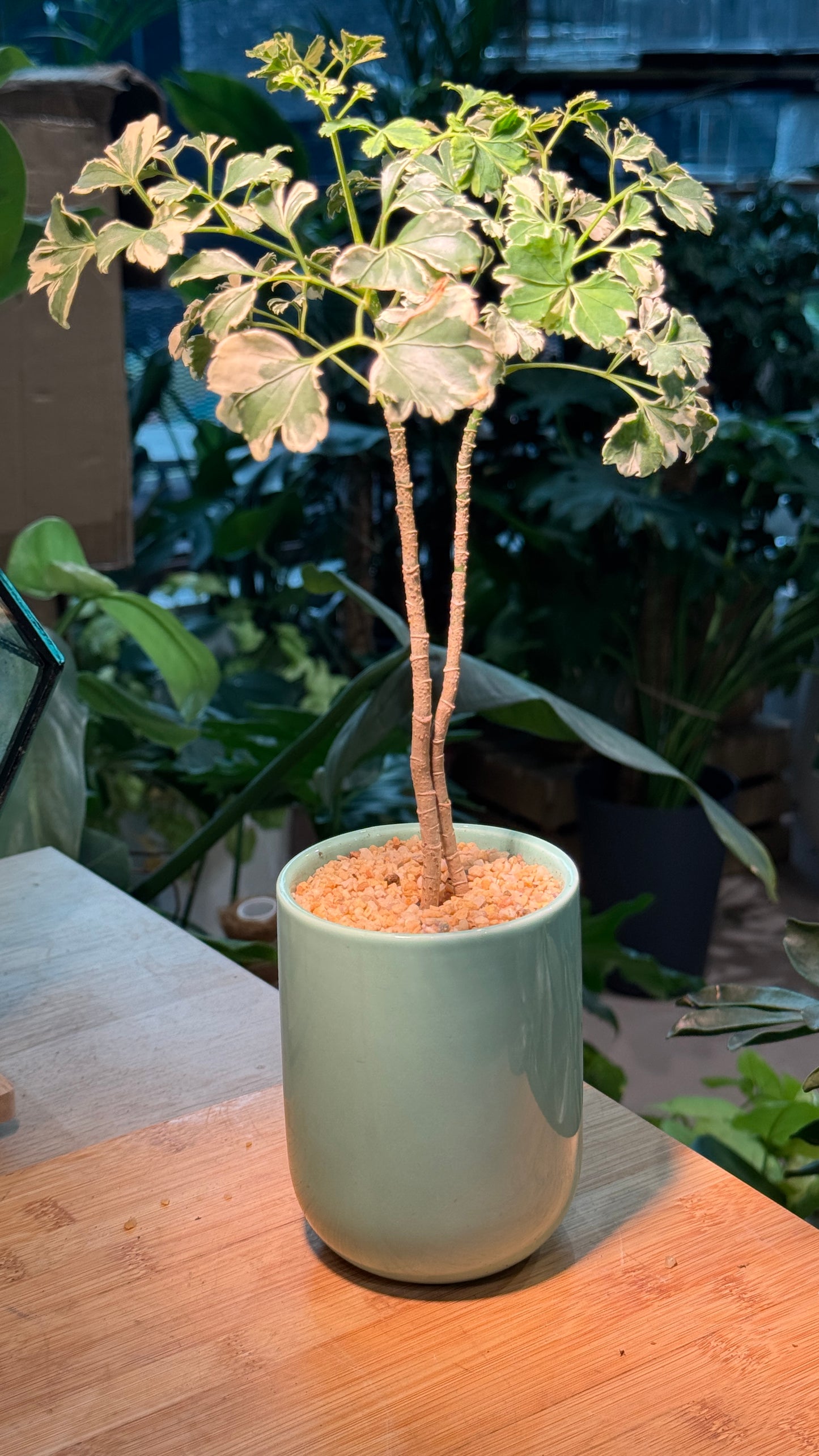 Indoor Plant in Green Ceramic Pot