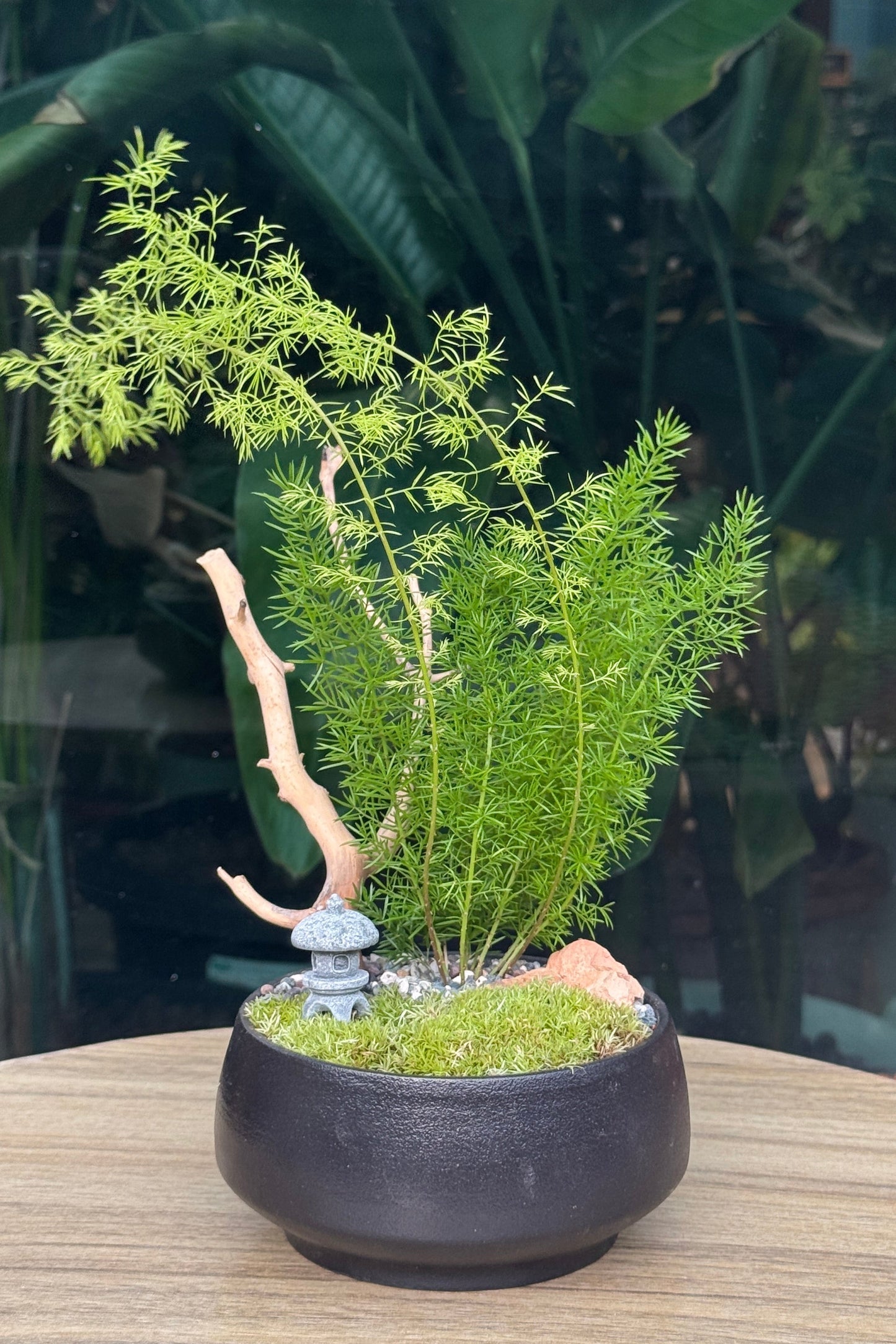 Indoor Plants and Moss Arrangement in Black Zen Pot