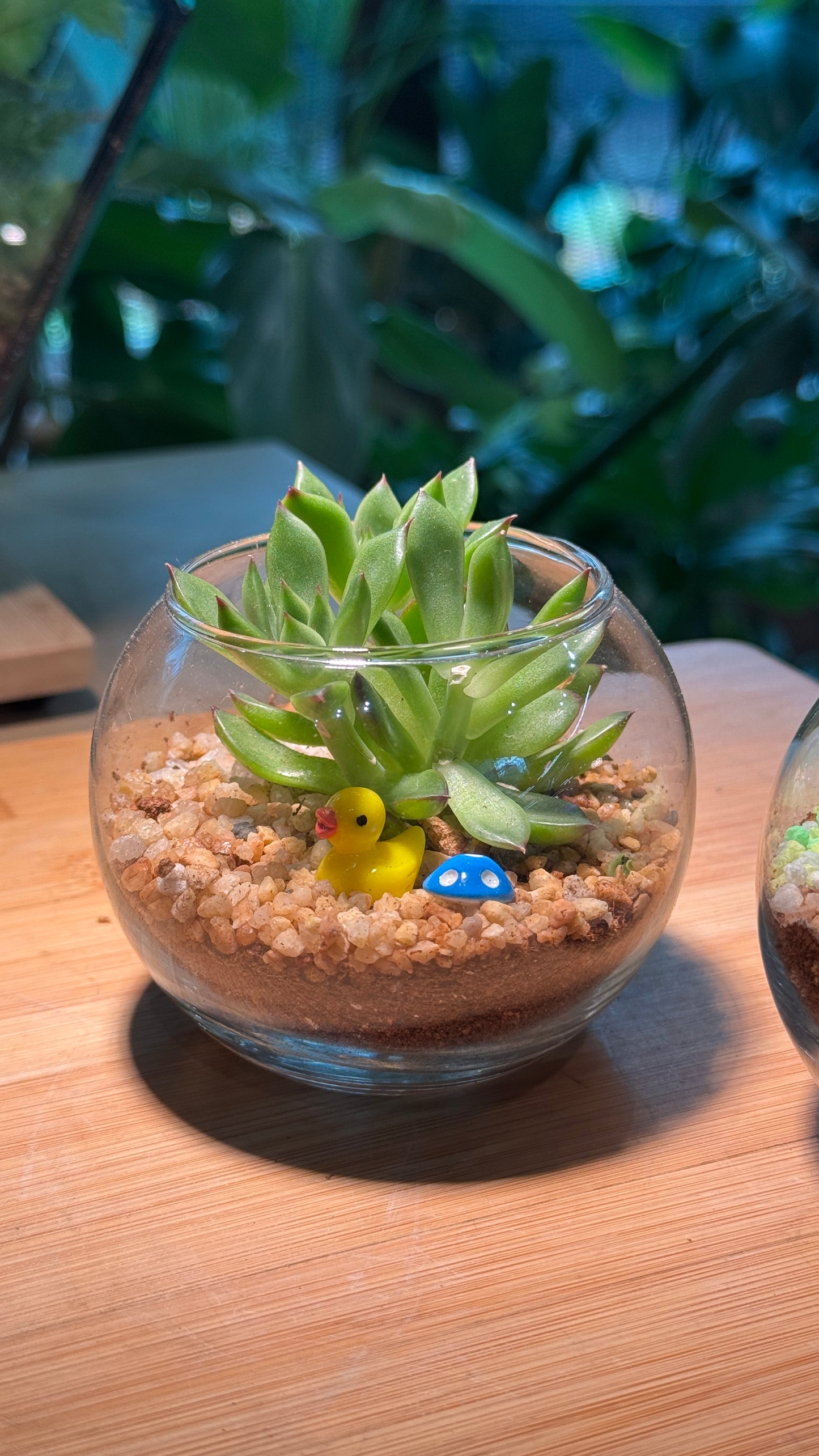 (Pre-order) Crystal Glass Succulent Terrarium