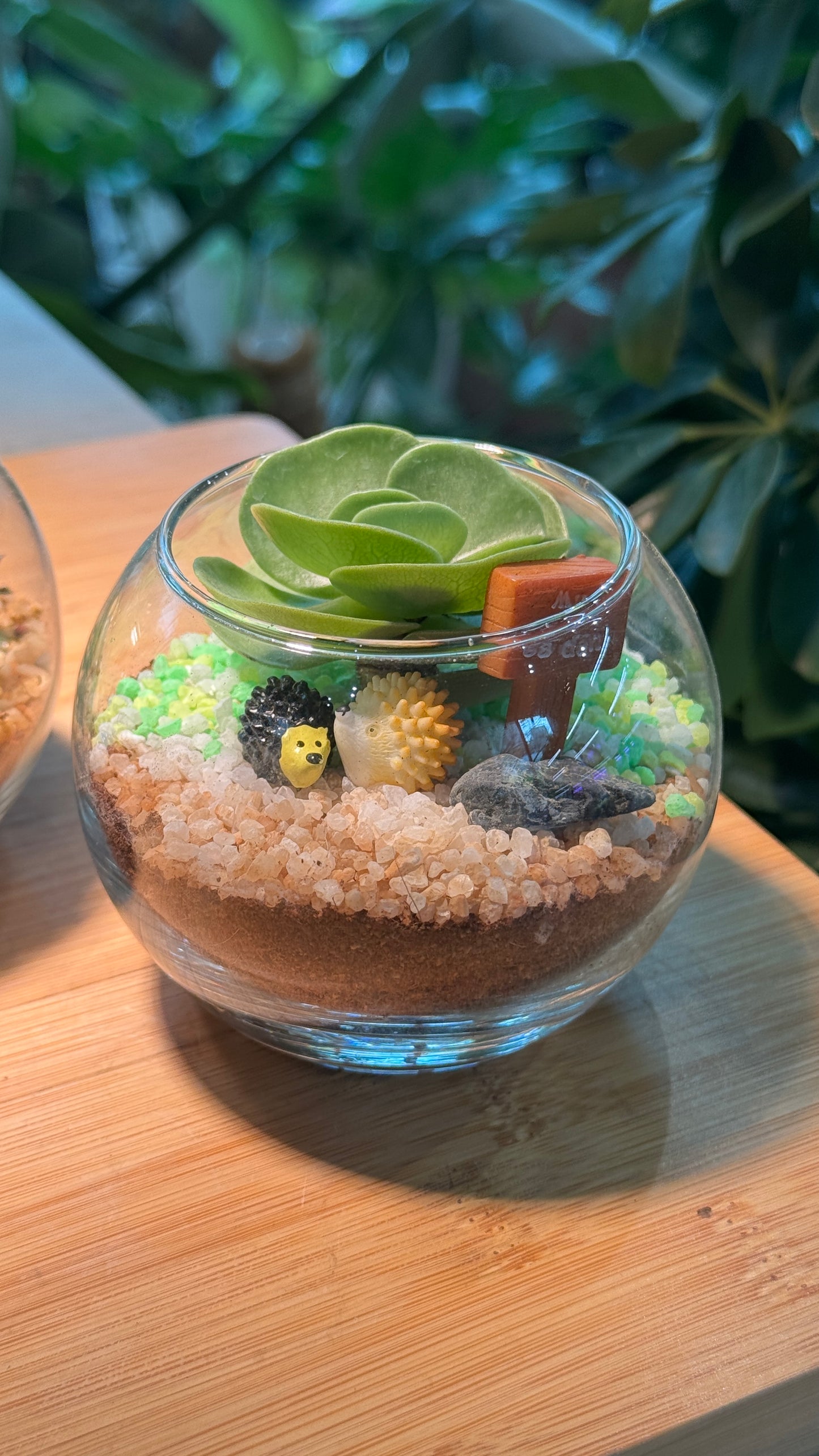 (Pre-order) Crystal Glass Succulent Terrarium
