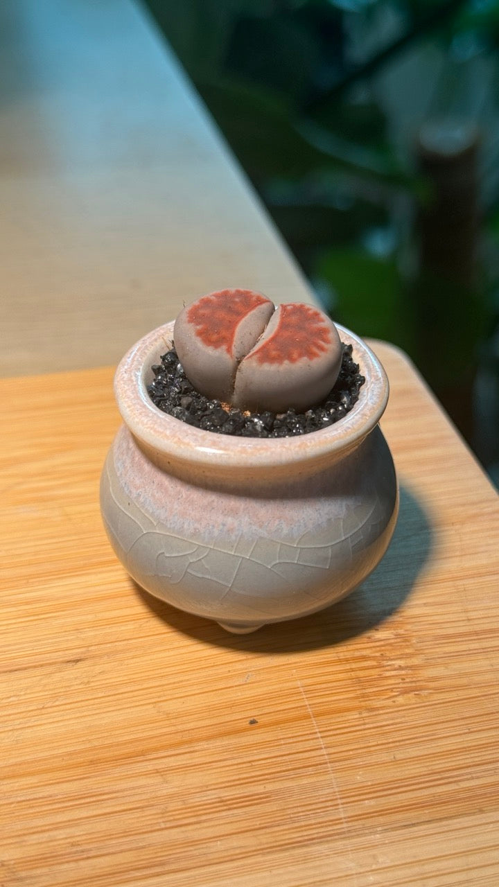 Lithops in Round Blueish Pink Ceramic Pot
