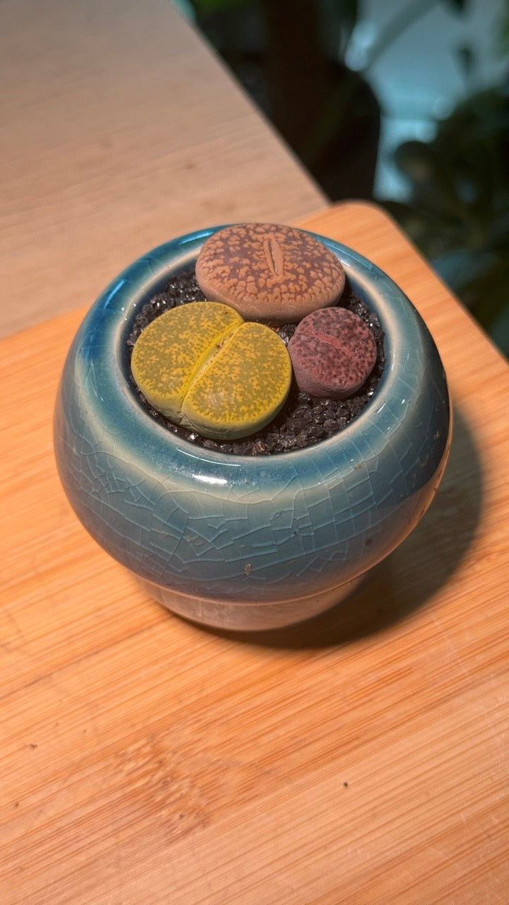Lithops in Round Blue Ceramic Pot