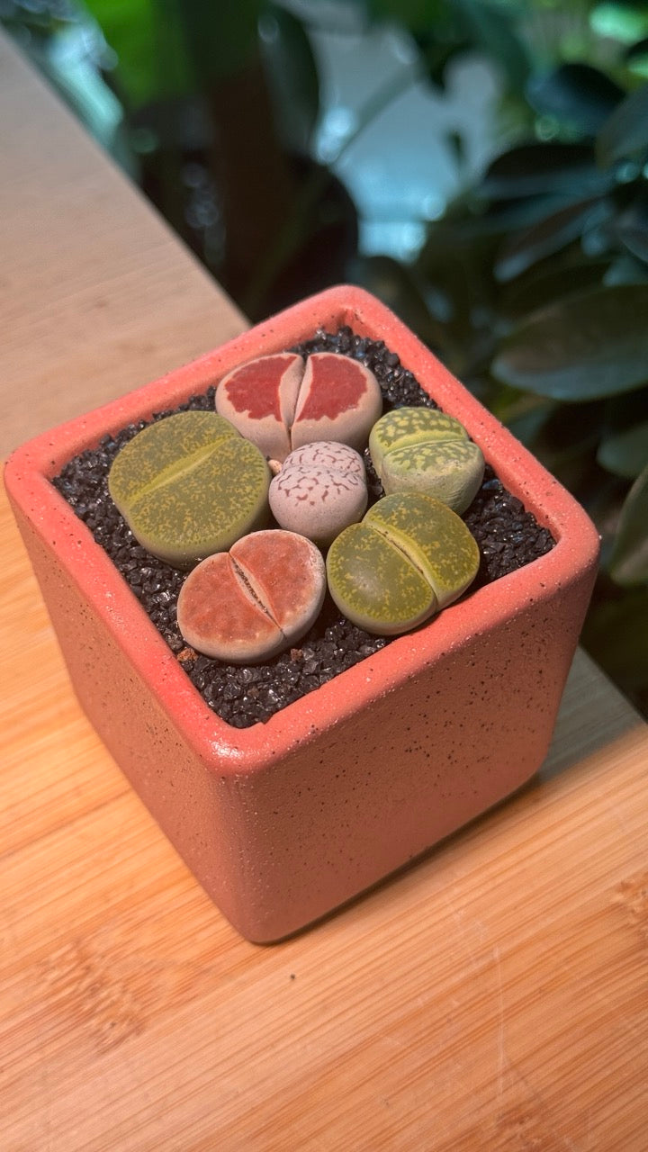Lithops in Pink Ceramic Pot