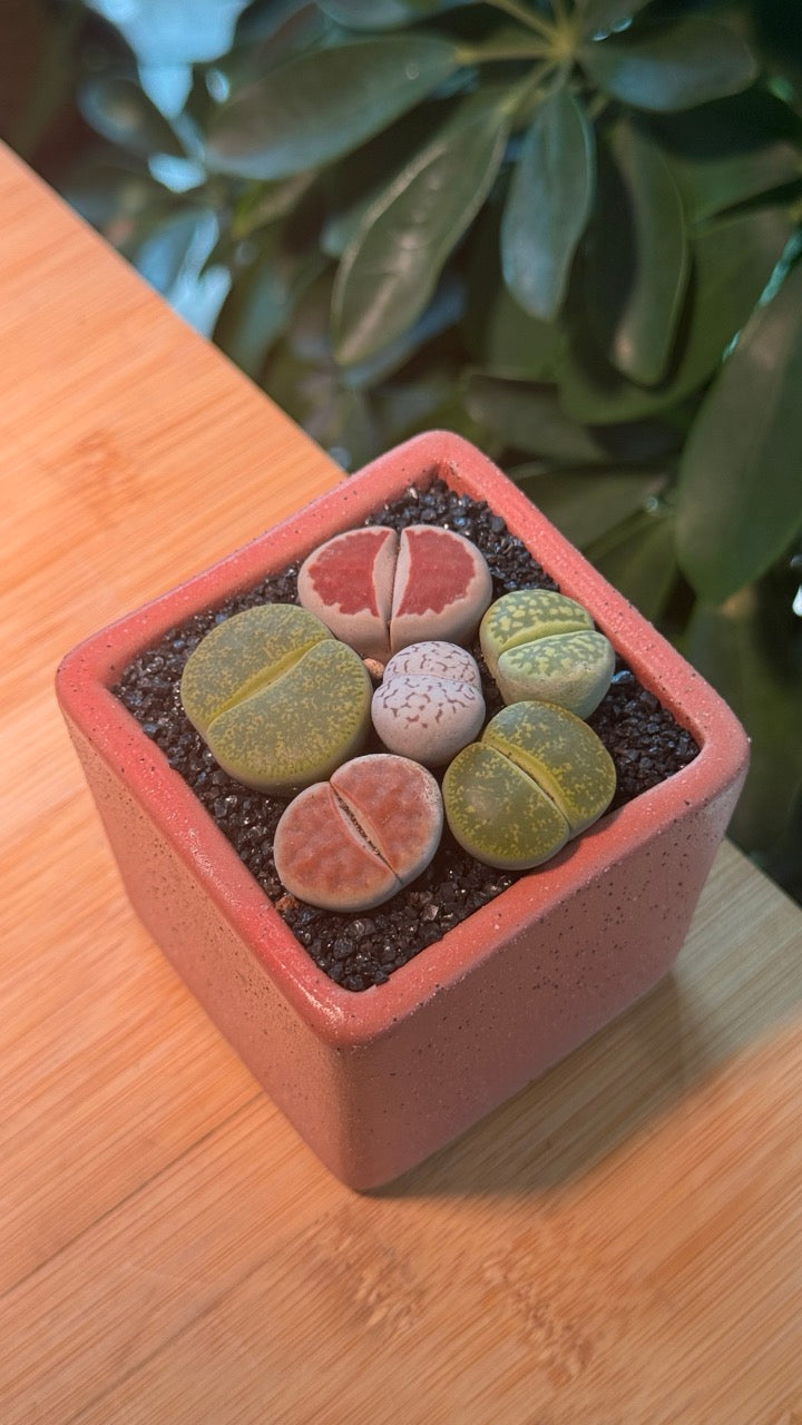 Lithops in Pink Ceramic Pot