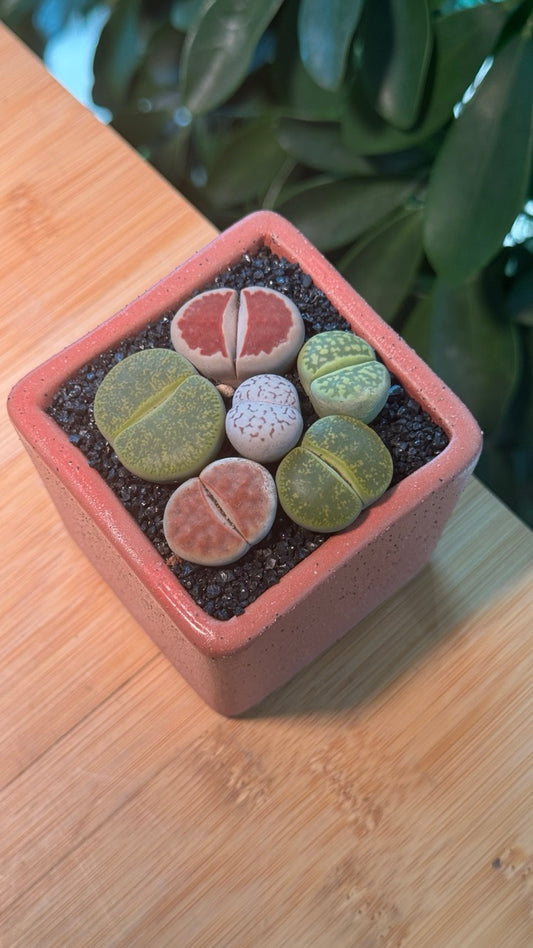 Lithops in Pink Ceramic Pot