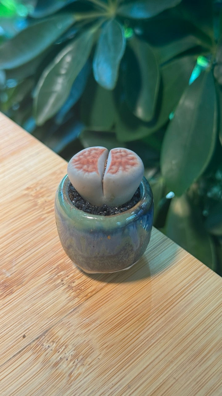 Lithops in Blueish Pinky Pot