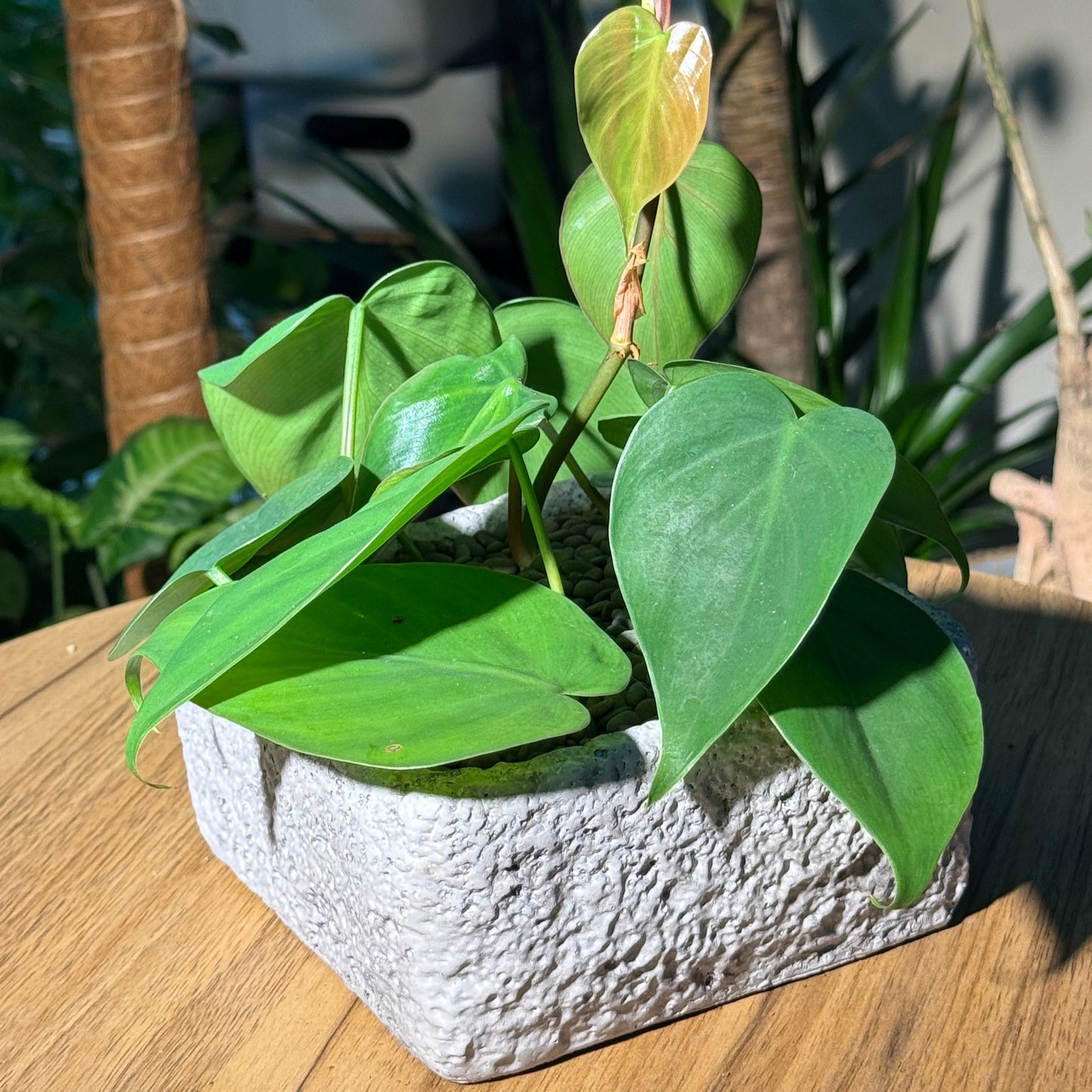 Philodendron in Faux Stone Pot