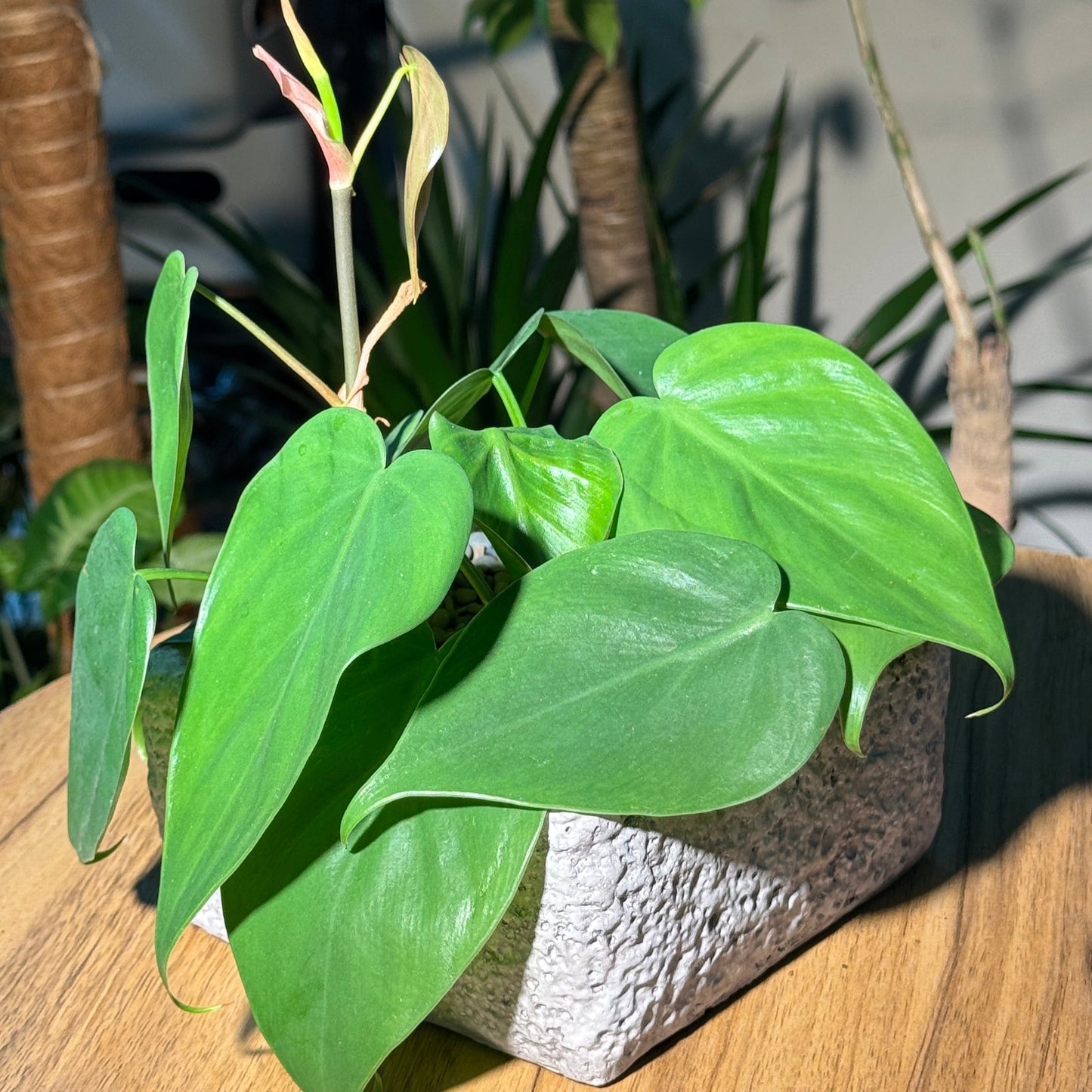 Philodendron in Faux Stone Pot