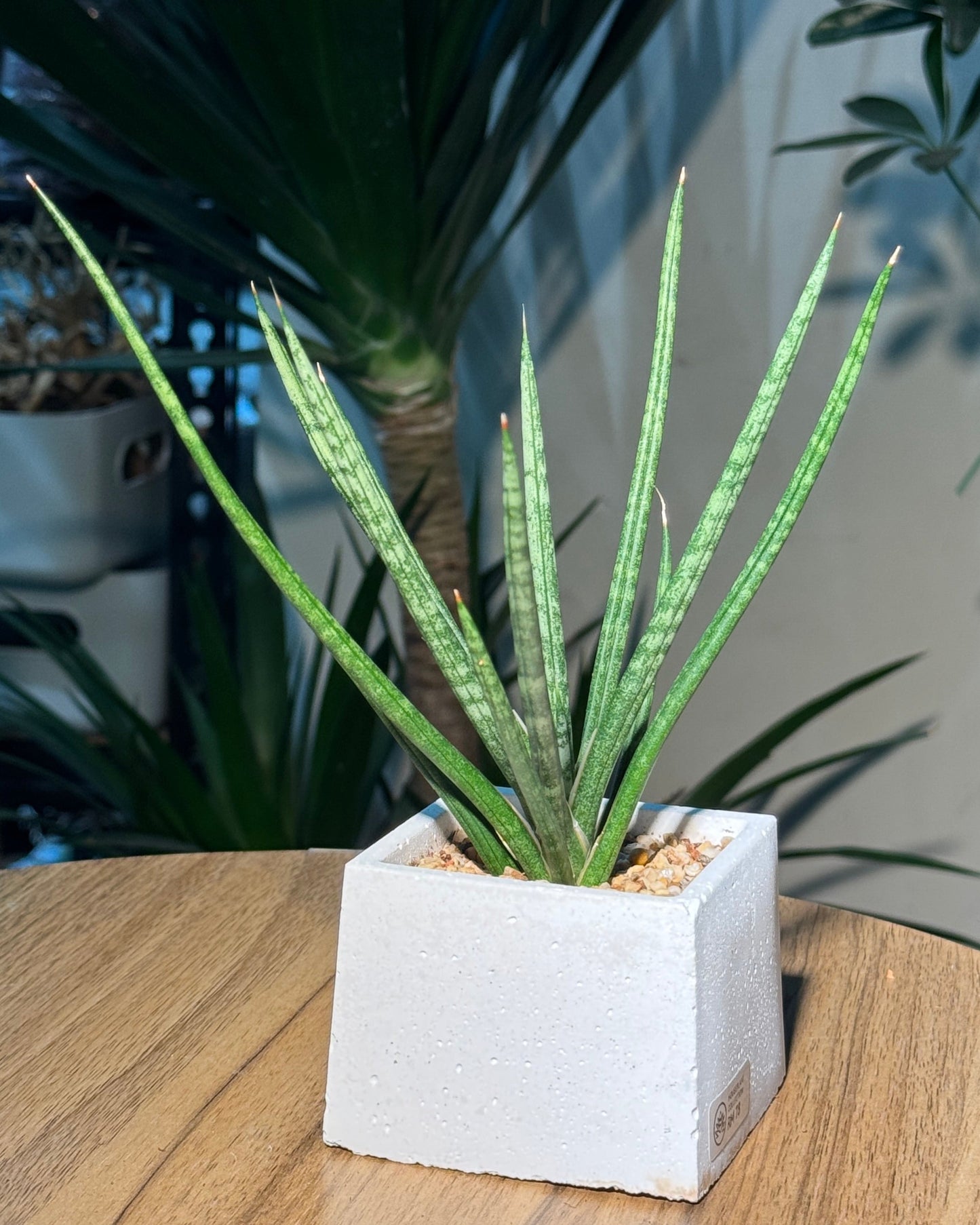 Sansevieria Francisii in White Concrete Pot