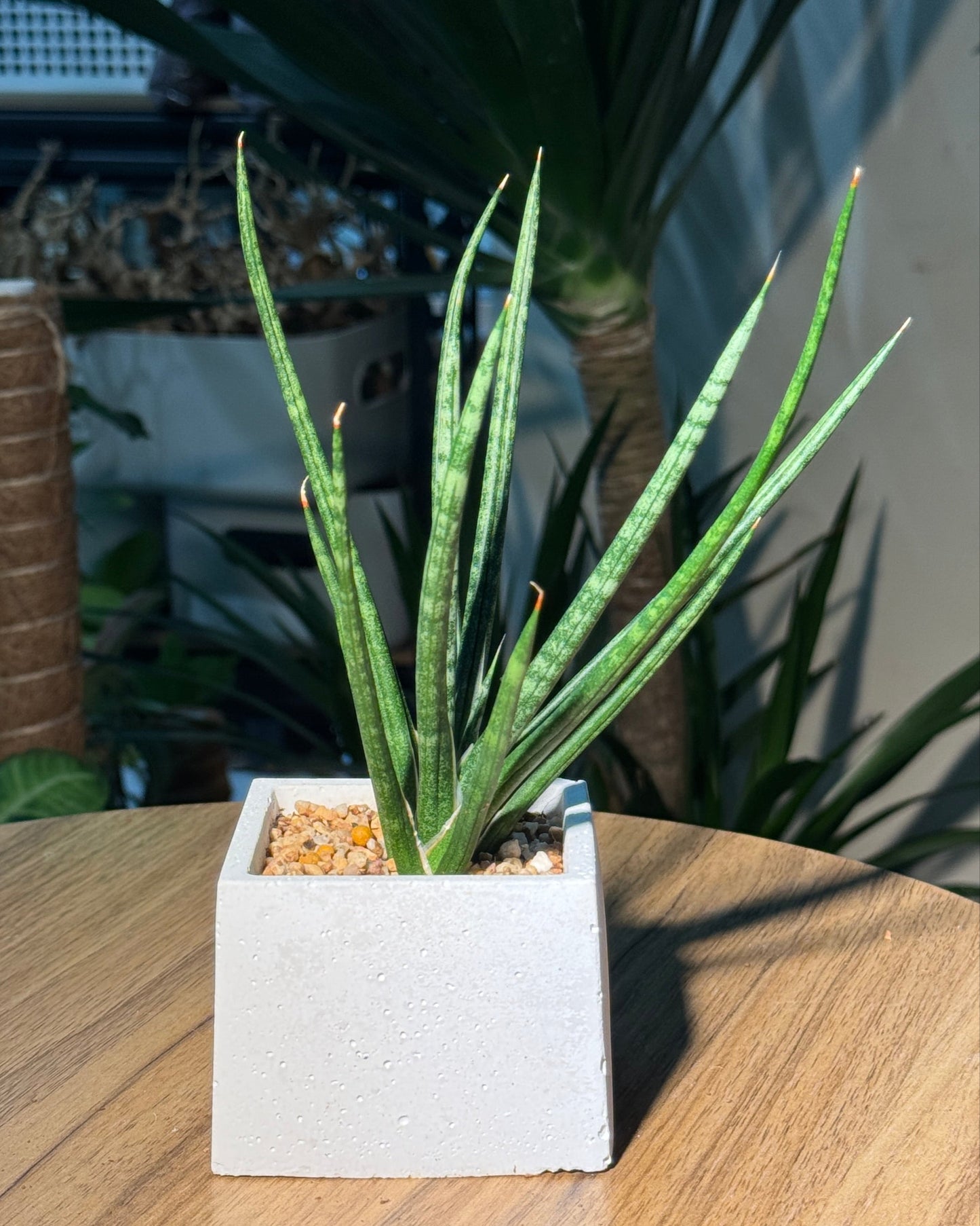 Sansevieria Francisii in White Concrete Pot