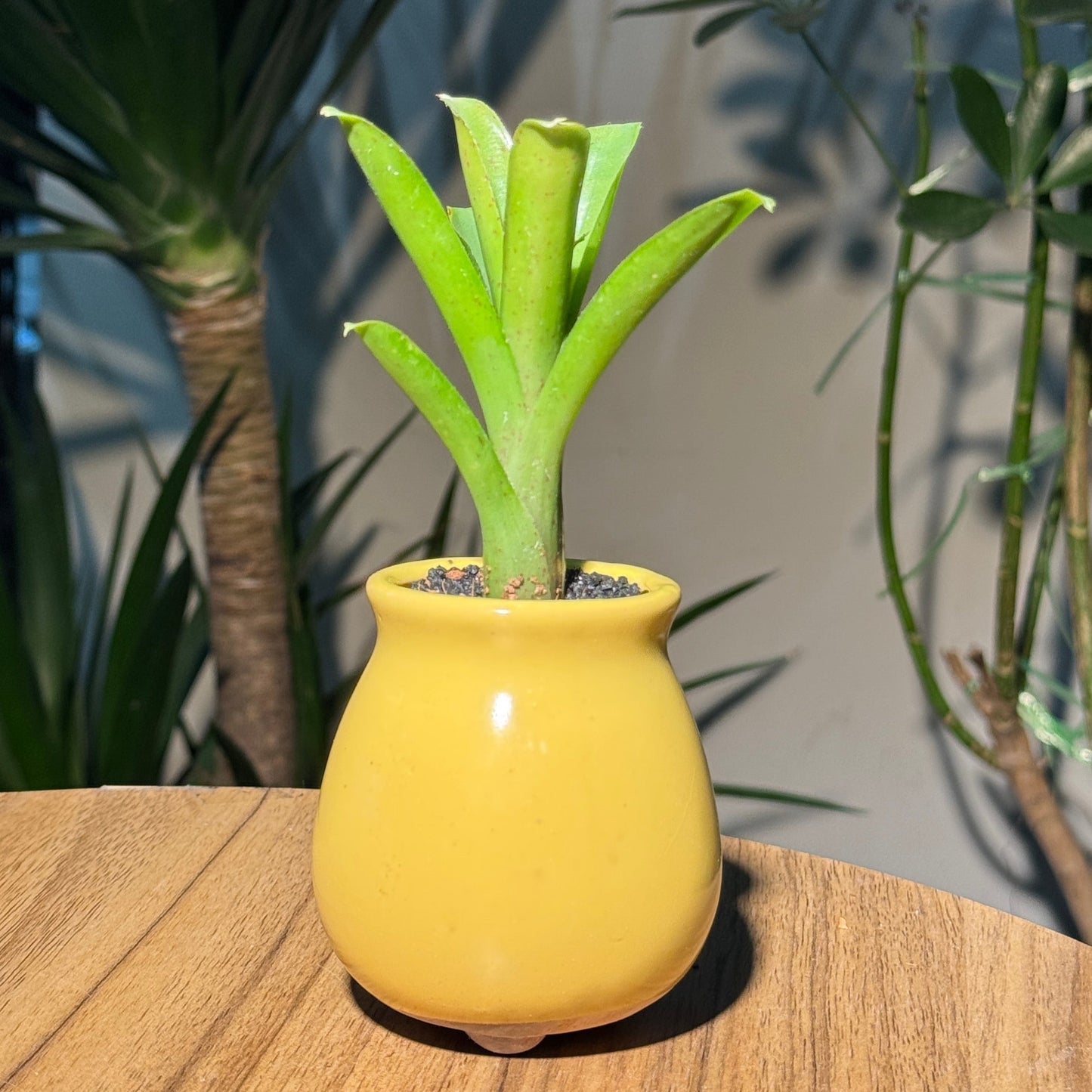 Bromeliad in Yellow Ceramic Designer Pot