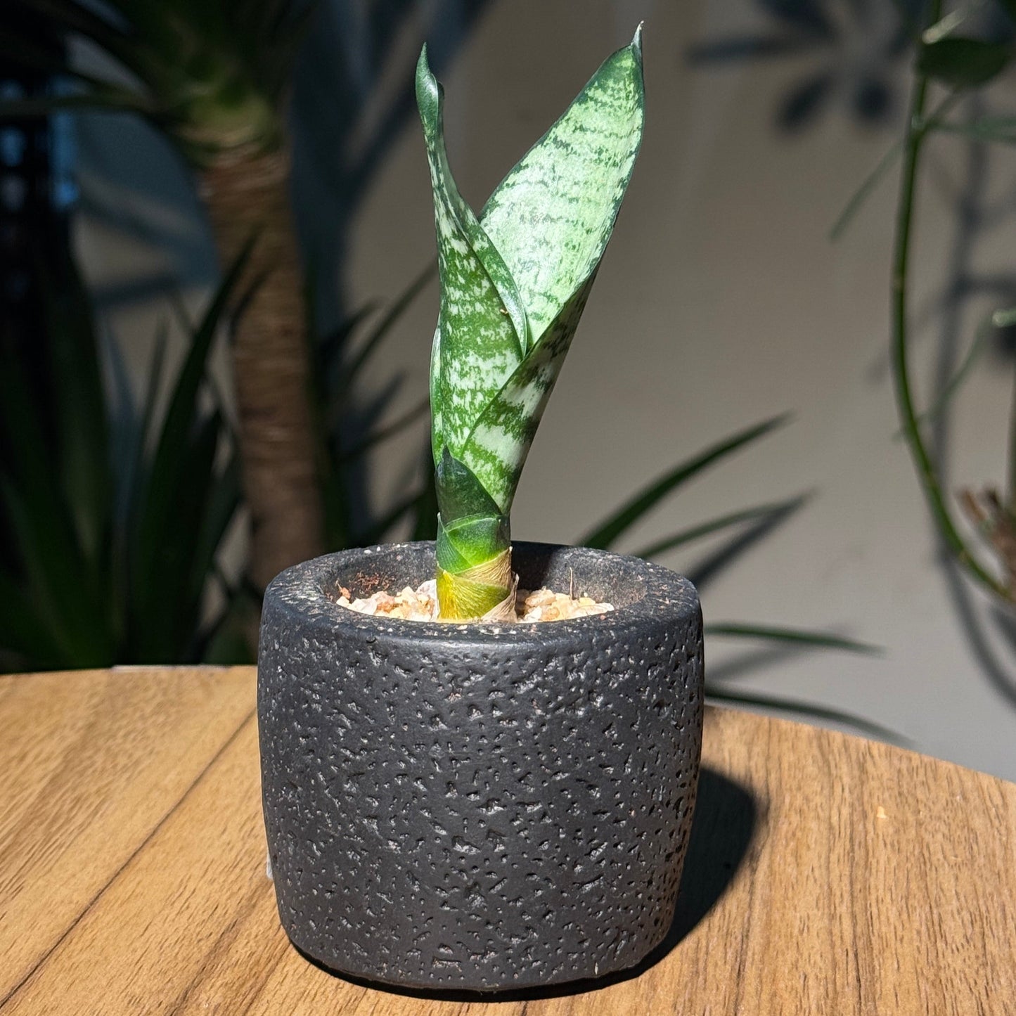Dracaena in Black Concrete Pot
