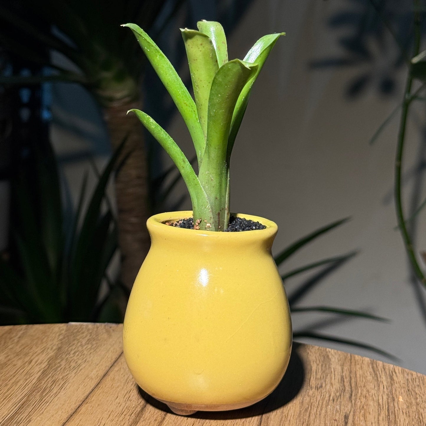 Bromeliad in Yellow Ceramic Designer Pot