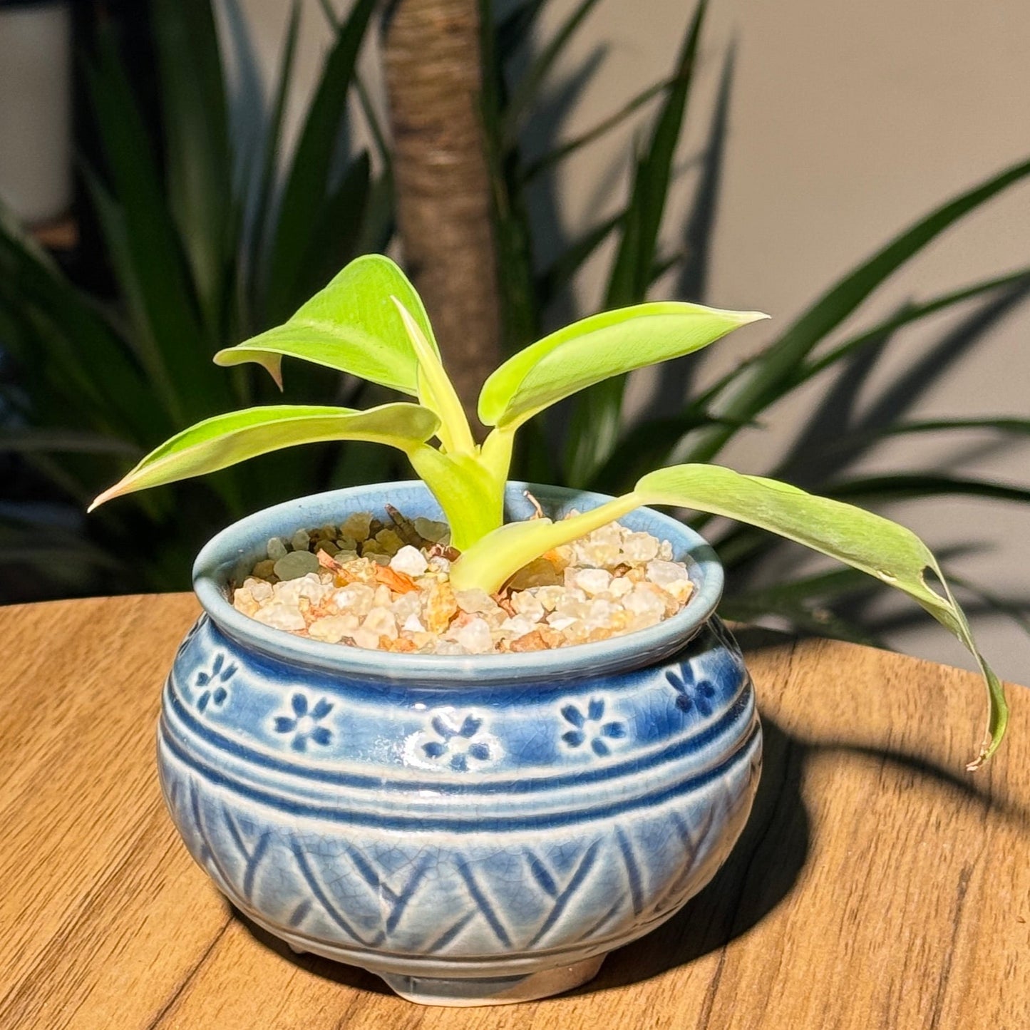 Philodendron Gold in Blue Ceramic Pot