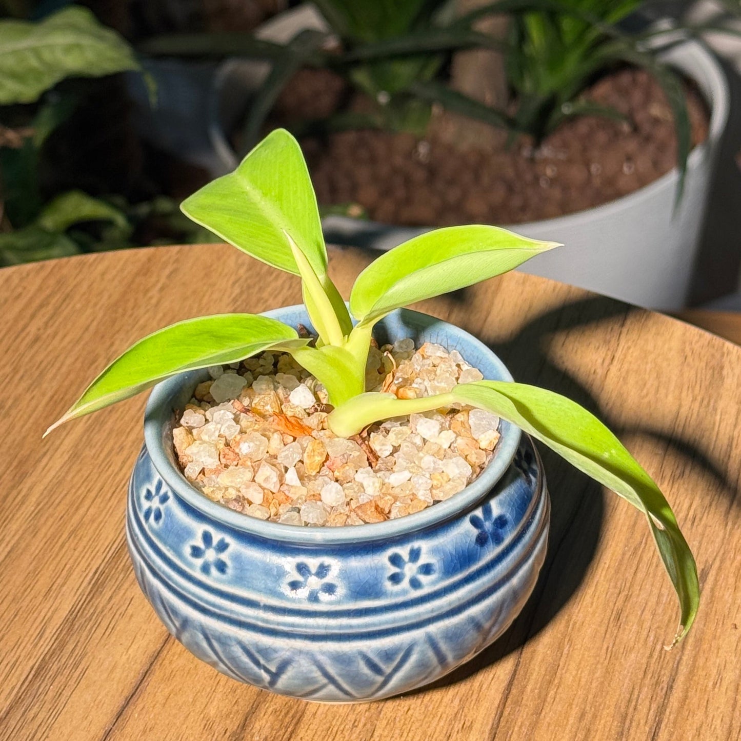 Philodendron Gold in Blue Ceramic Pot