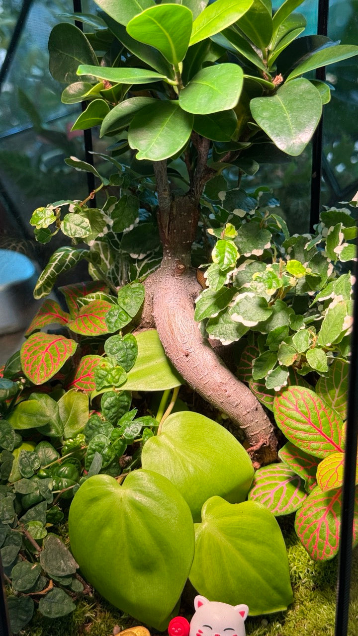 Bonsai, Indoor Plant, and Moss Terrarium in Hexagonal Glass