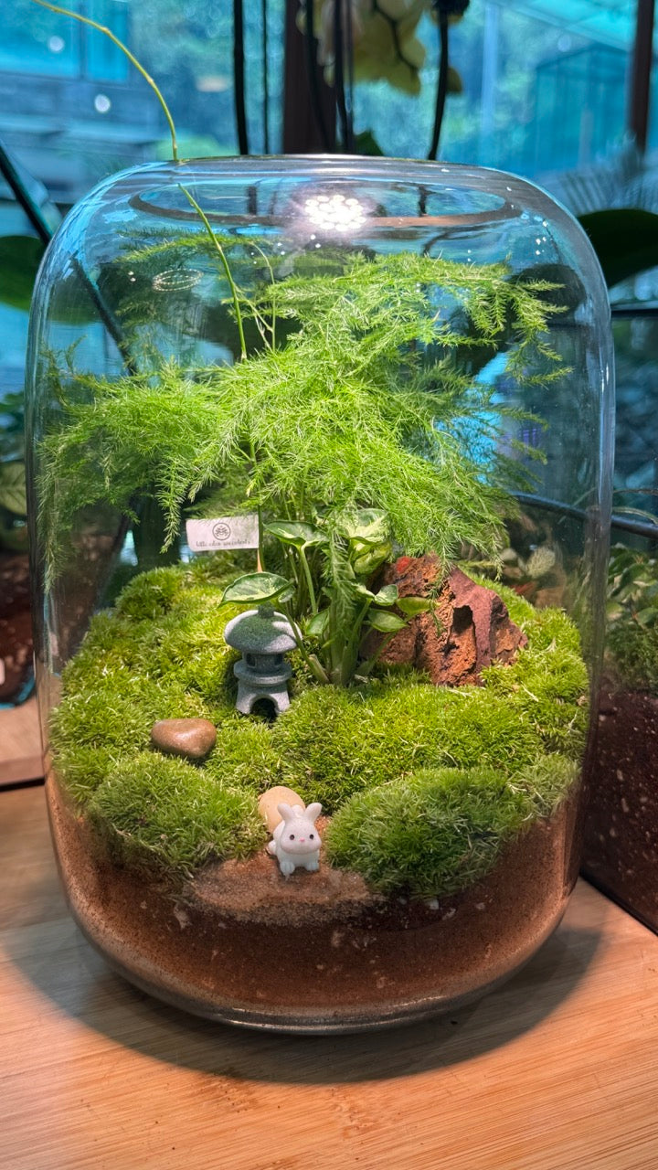 fern terrarium plants Asparagus Fern with Moss Arrangement in Tall Fishbowl Glass Without Li