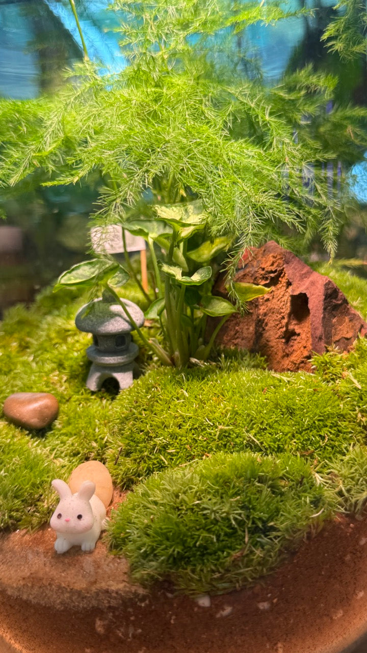 Asparagus Fern with Moss Arrangement in Tall Fishbowl Glass Without Lid