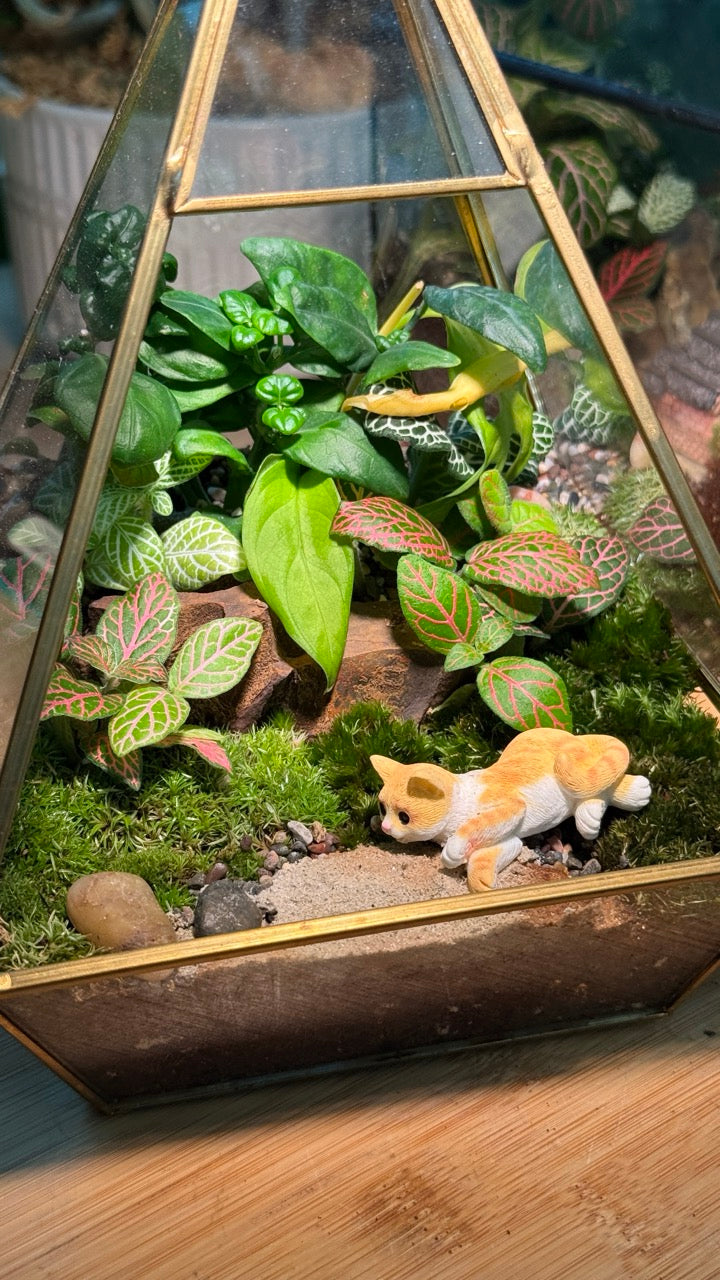 Fittonia and Fern with Moss Arrangement in Pyramidal Glass