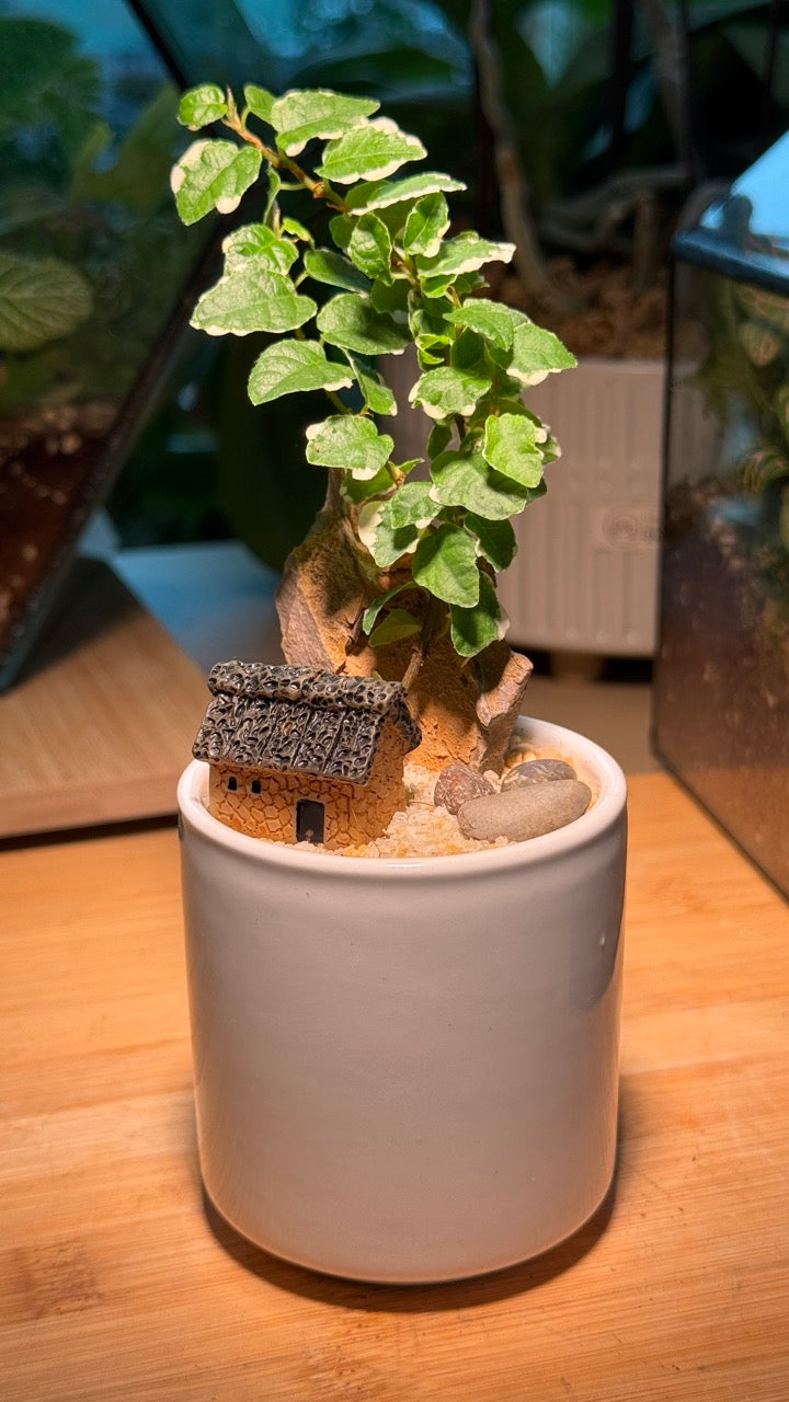Ficus Pumila Indoor Plant in White Ceramic Pot