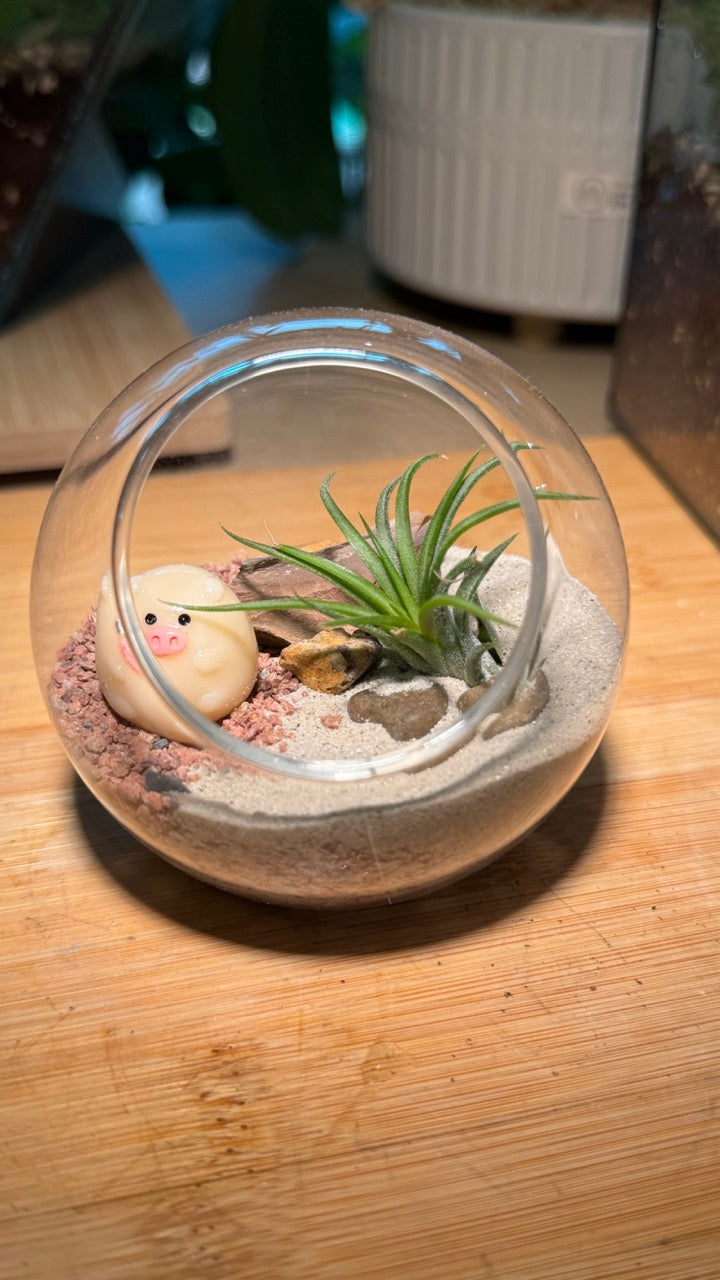 Airplant in Round Glass Terrarium