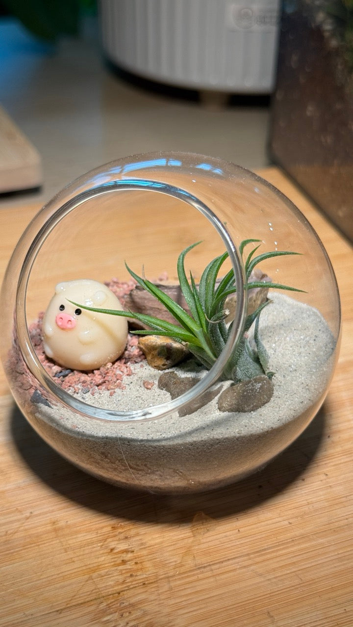 Airplant in Round Glass Terrarium