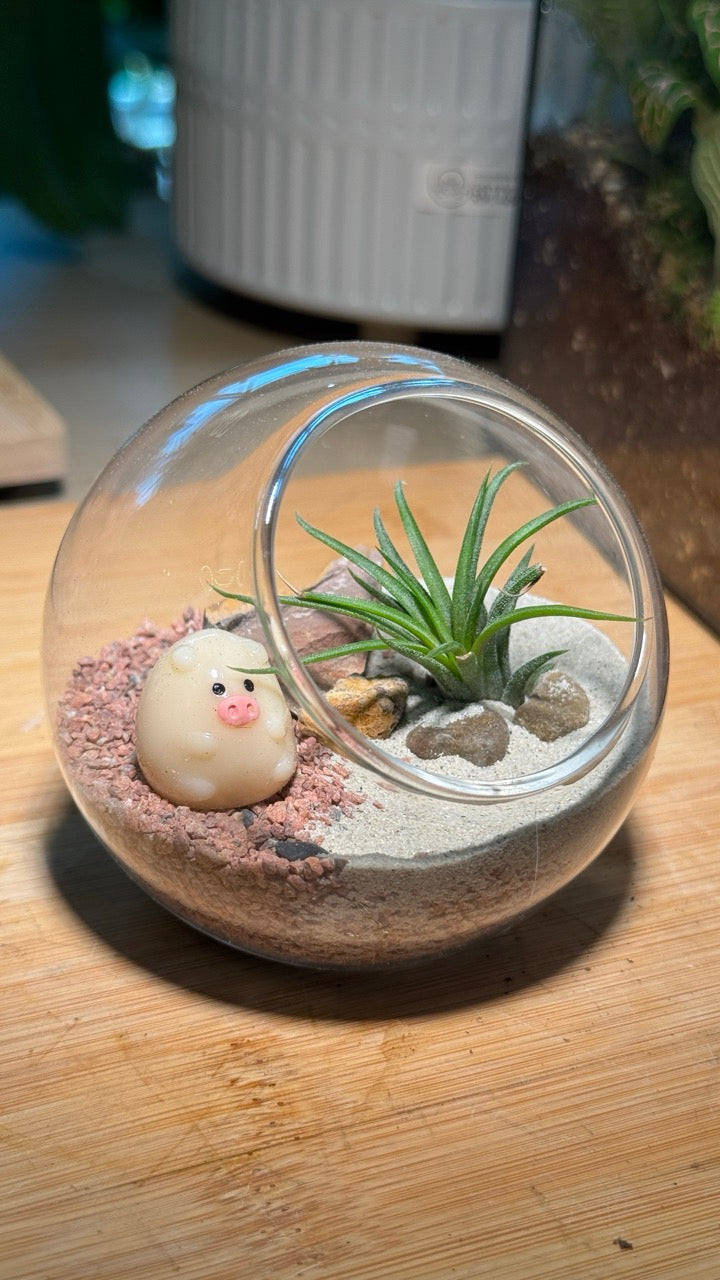 Airplant in Round Glass Terrarium