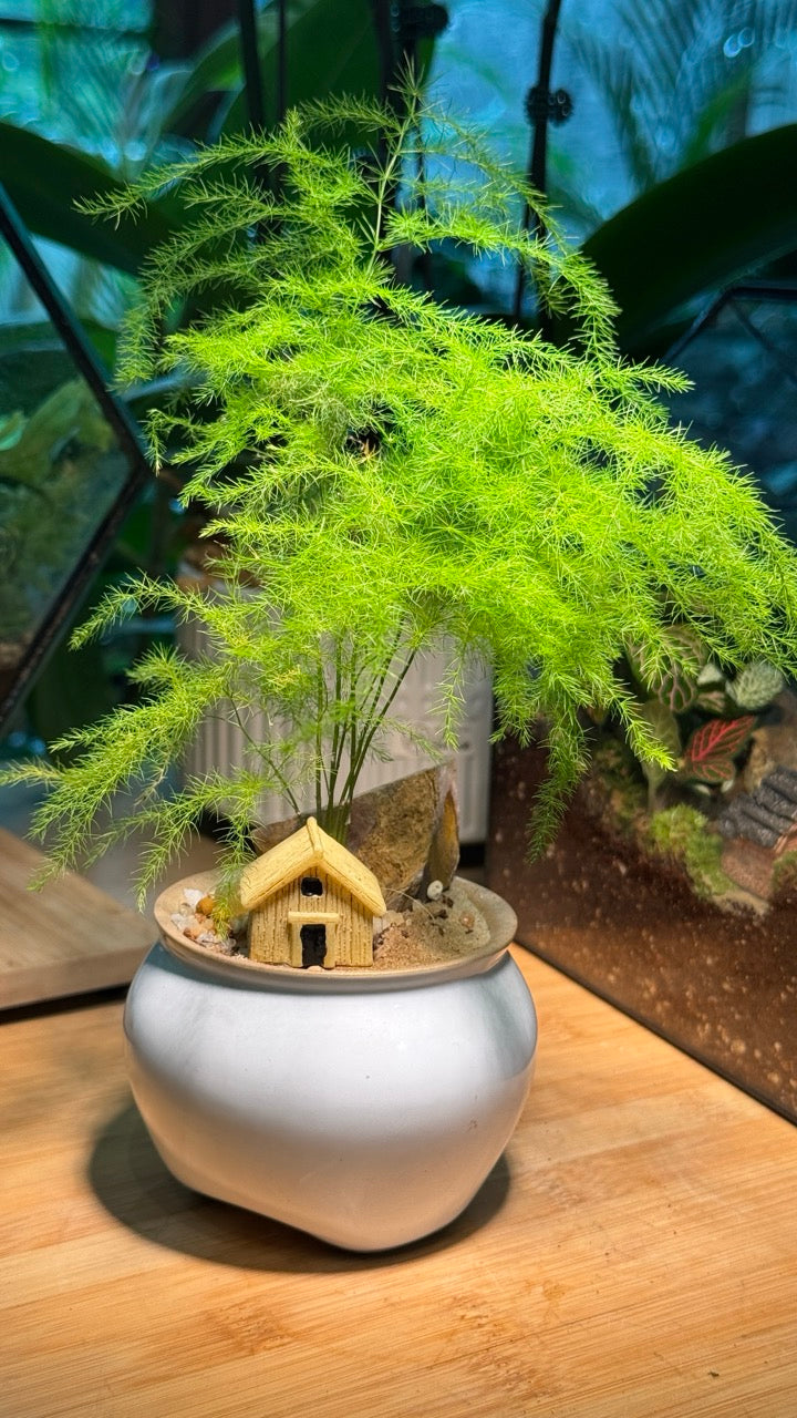Asparagus Fern with House Figurine in White Ceramic Pot