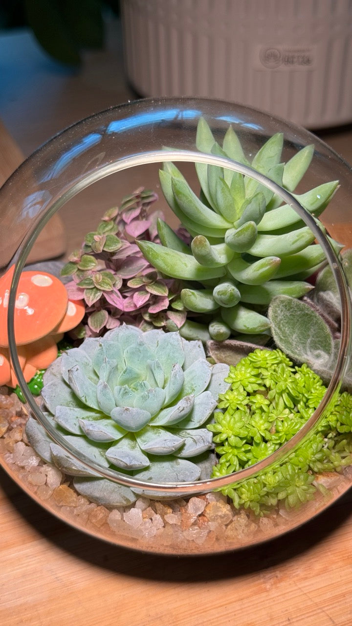 Round Glass Succulent Terrarium (M)