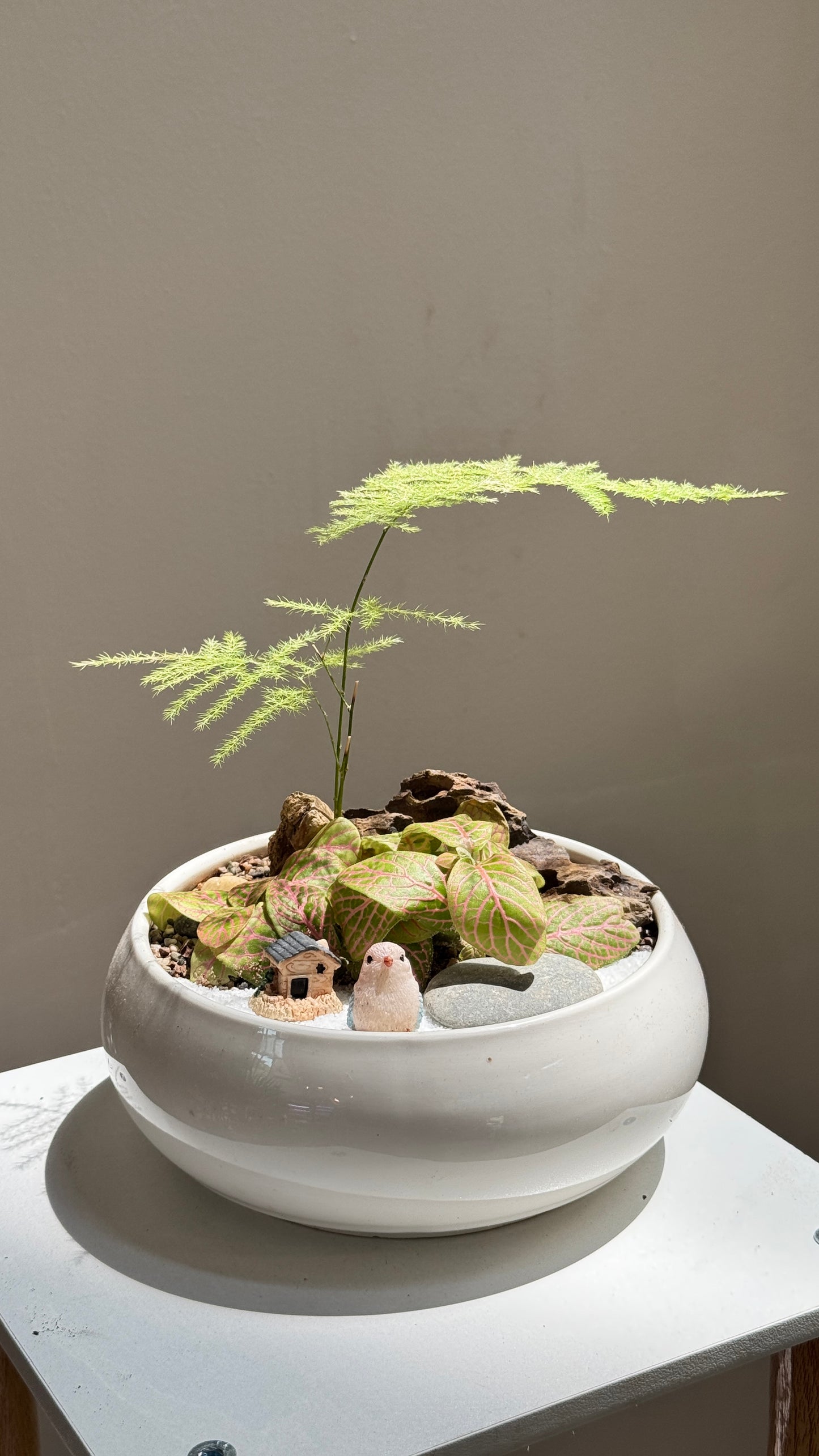 Asparagus Fern and Fittonia Arrangement in White Ceramic Pot