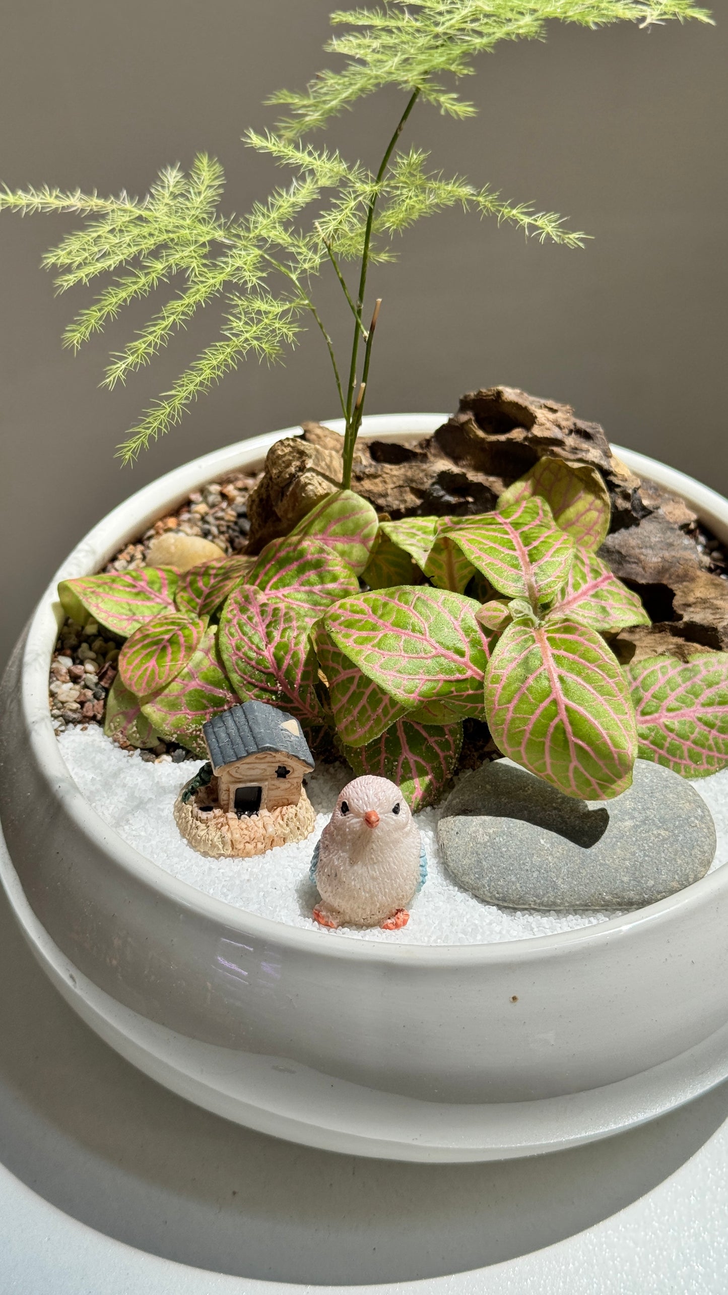 Asparagus Fern and Fittonia Arrangement in White Ceramic Pot