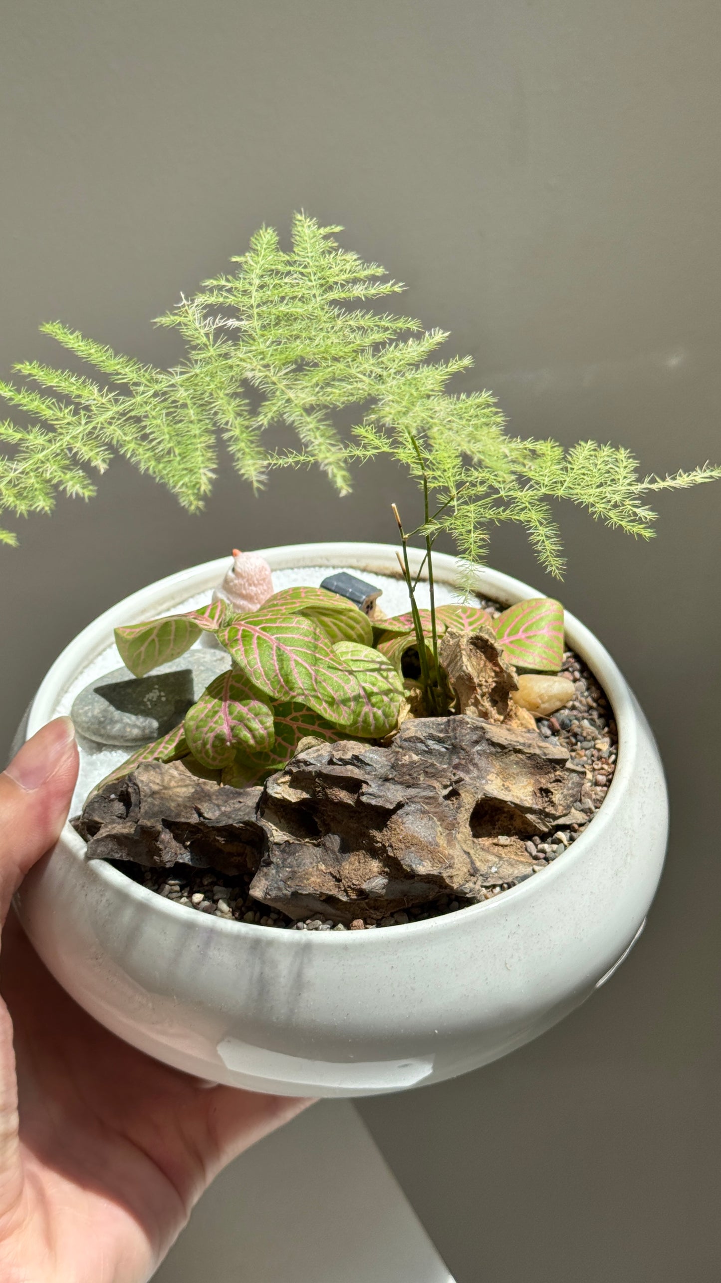 Asparagus Fern and Fittonia Arrangement in White Ceramic Pot