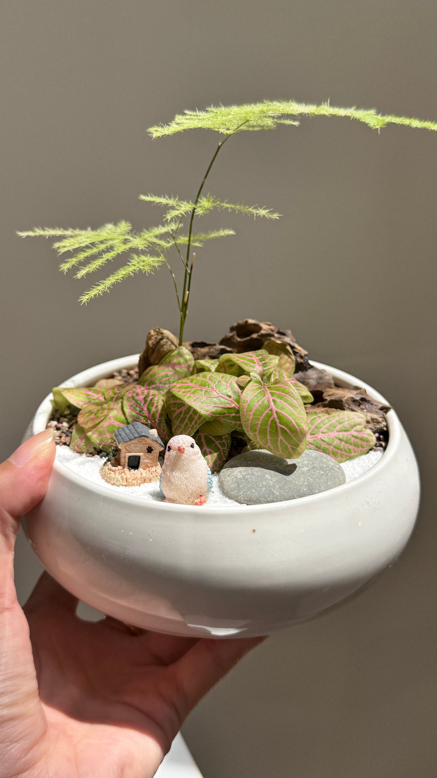 Asparagus Fern and Fittonia Arrangement in White Ceramic Pot
