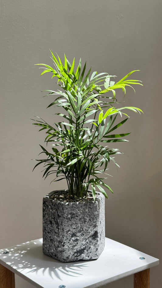 Bamboo Palm in Grey Polymer Designer Pot
