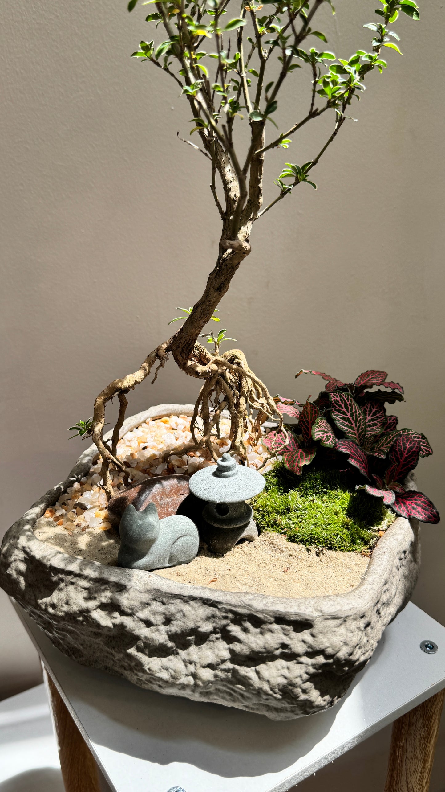 Prosperity Snowrose (Serissa Japonica) and Fittonia Arrangement in Zen Pot