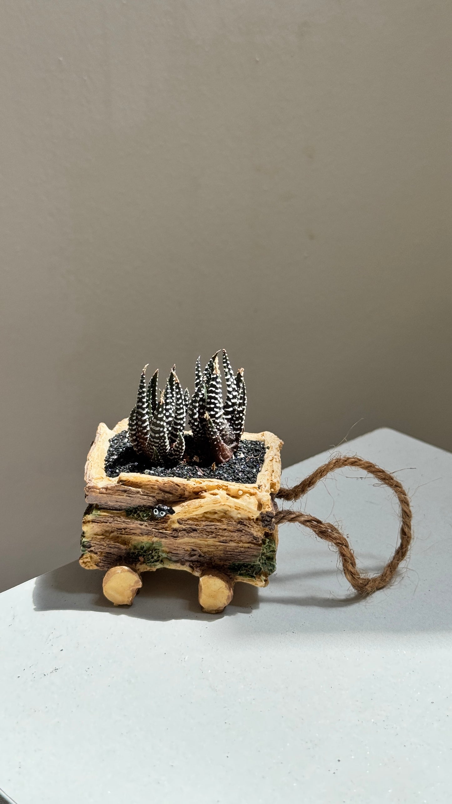 Mini Harwothia in Totoro Pot