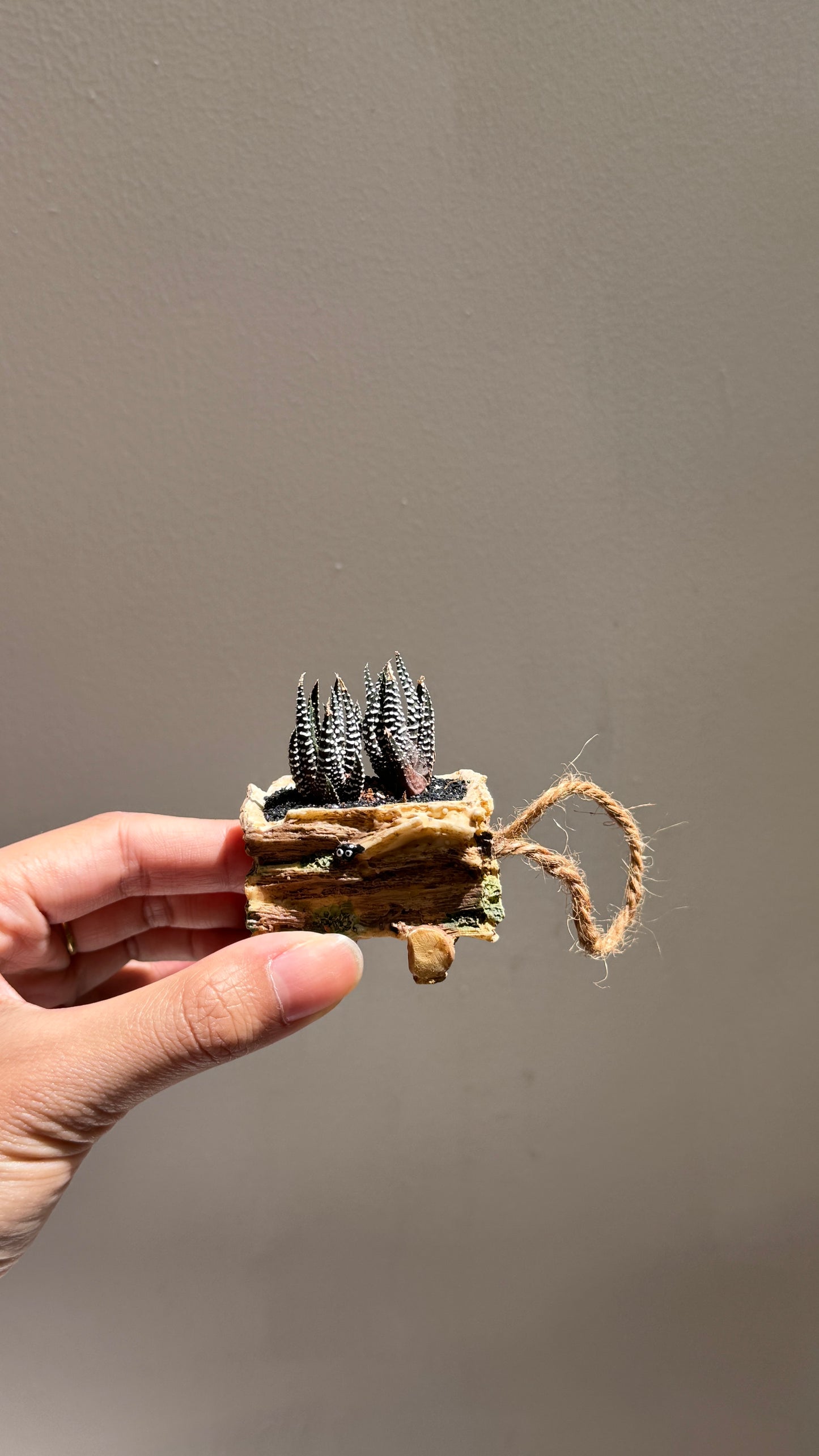 Mini Harwothia in Totoro Pot