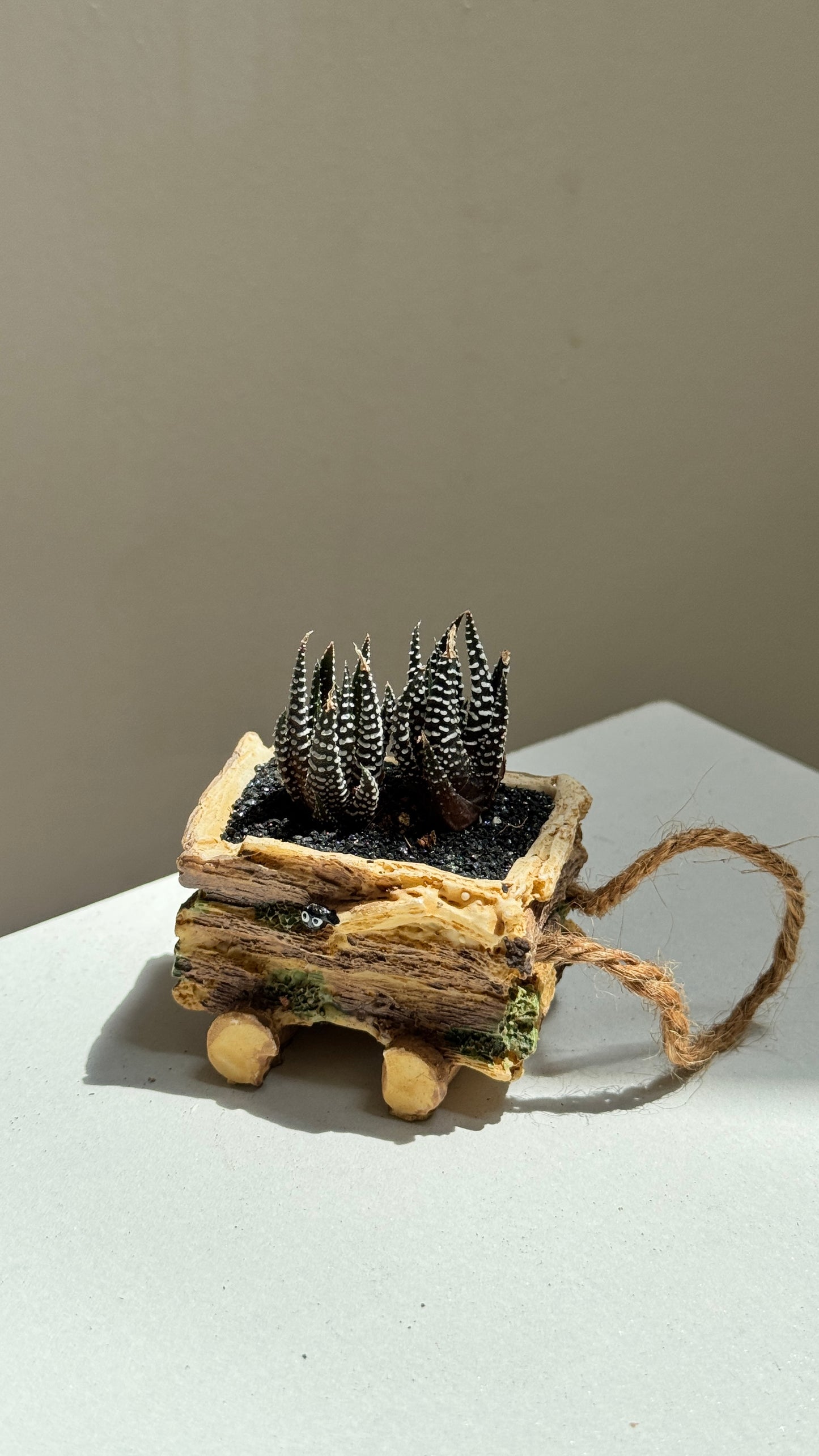 Mini Harwothia in Totoro Pot