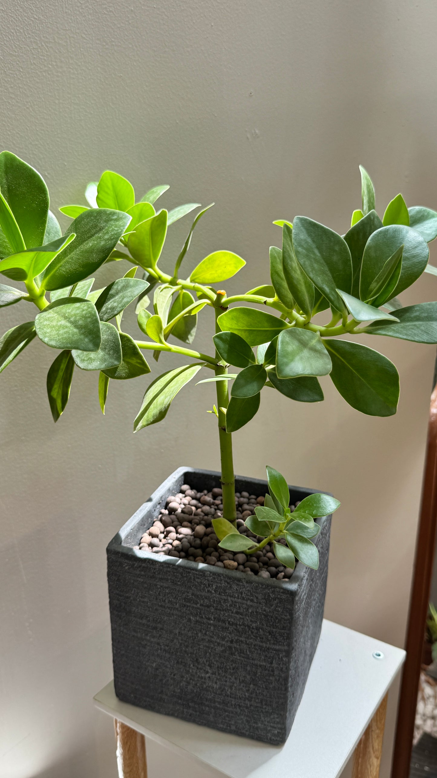 Culsia Rosea Princess in Grey Pot