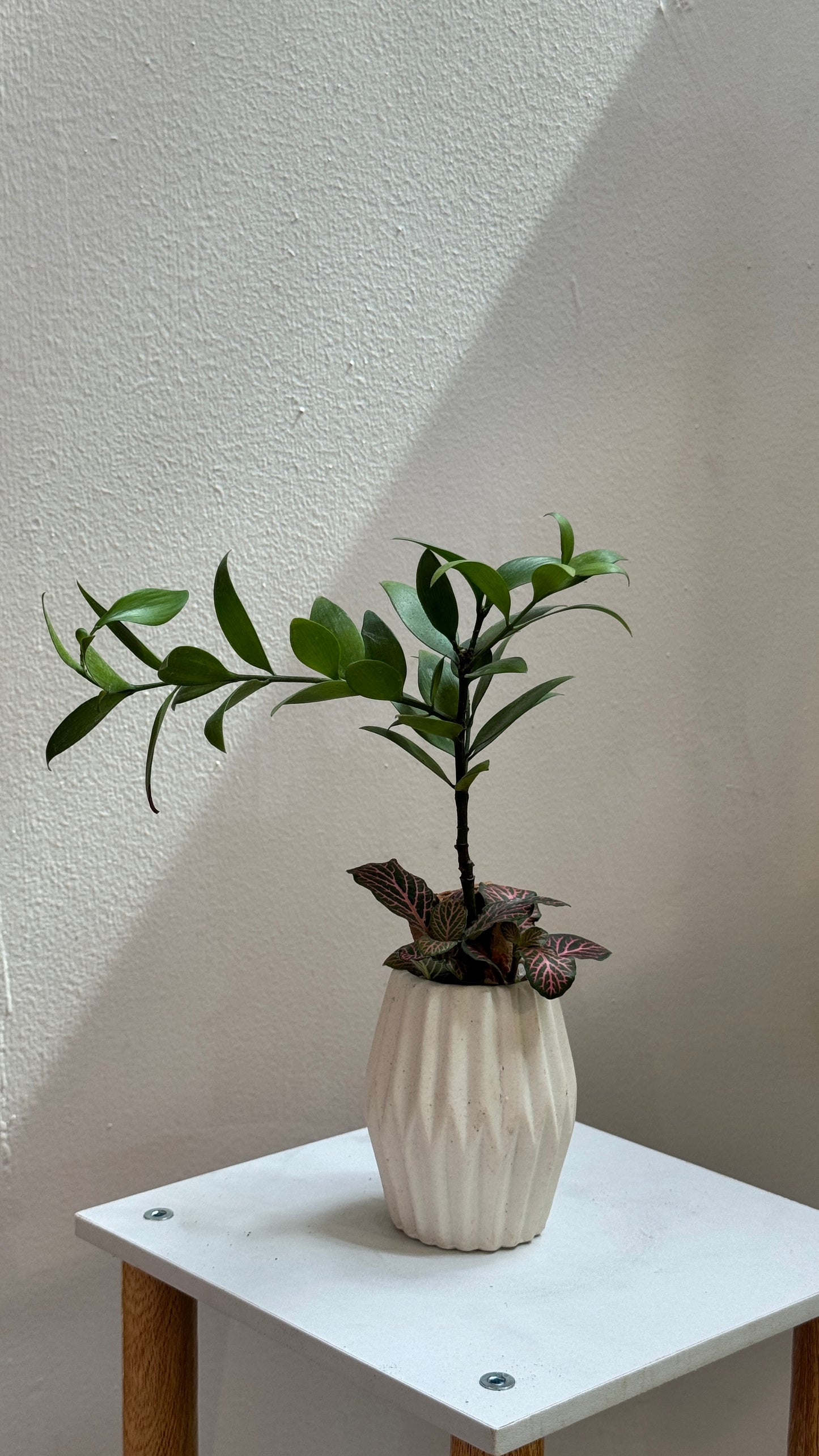 Nageia Nagi with Fittonia in Soft White Ceramic Pot